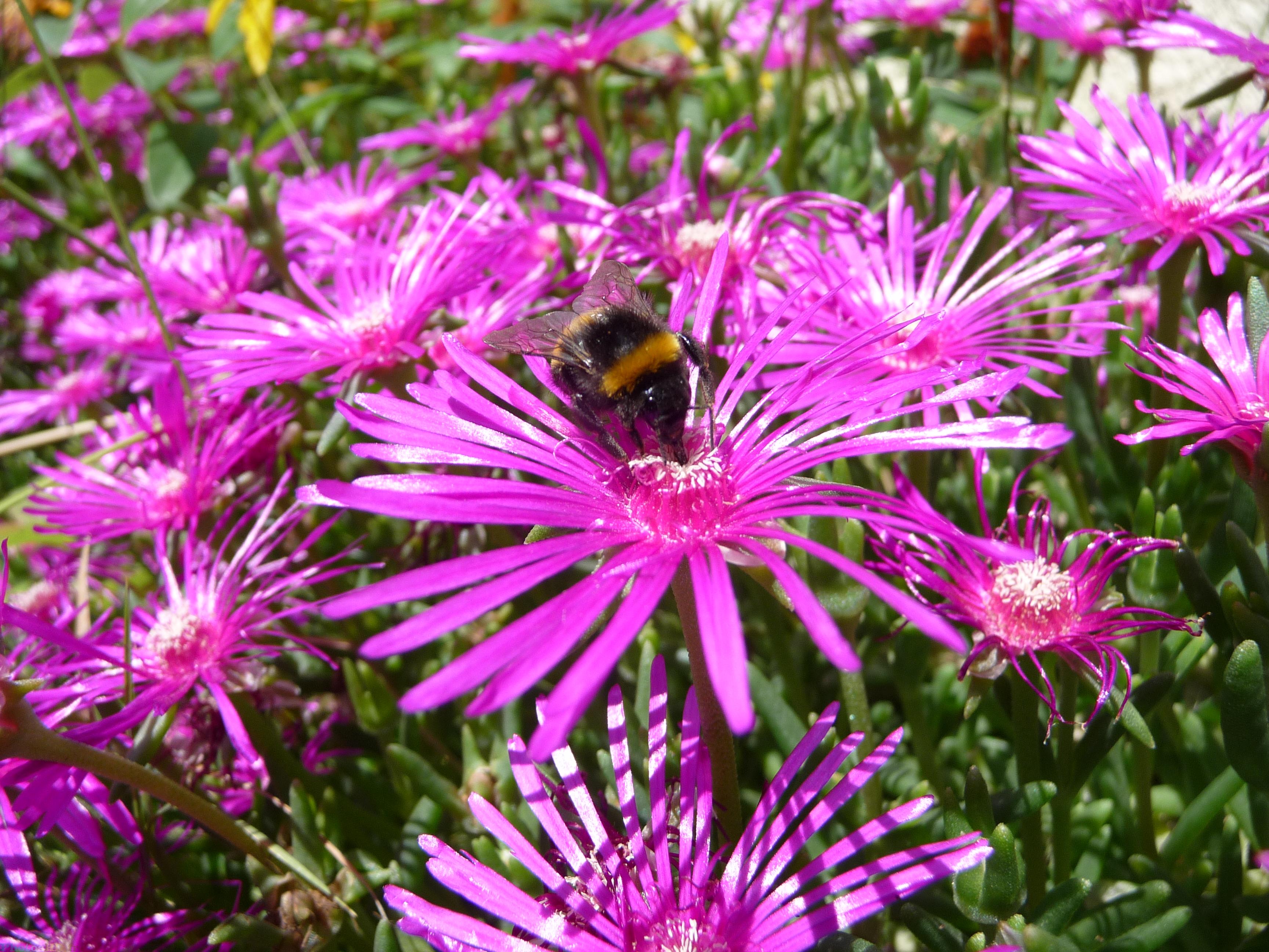 Abeille qui butine du ficoïde