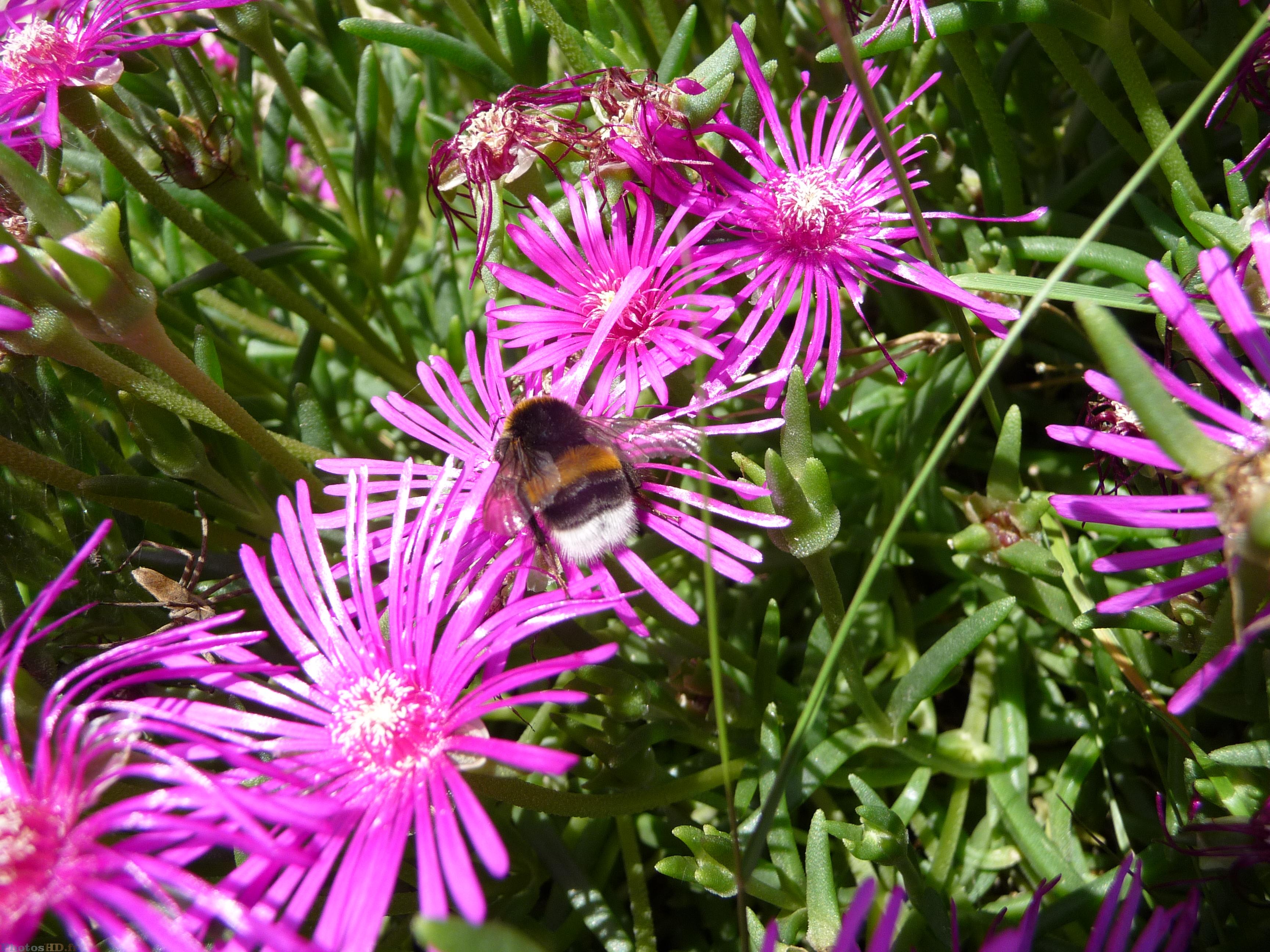 Abeille qui butine du ficoïde