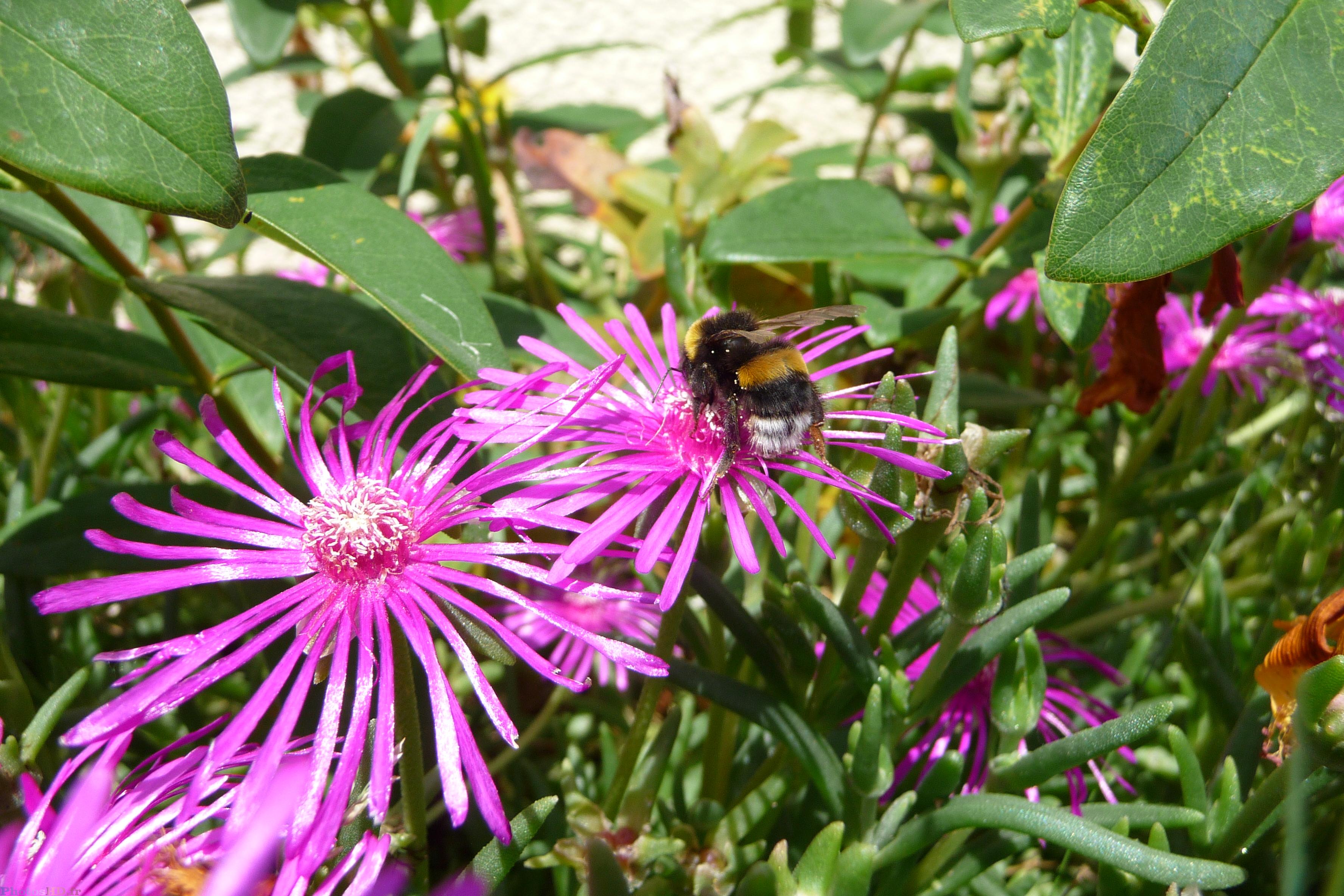 Abeille qui butine du ficoïde