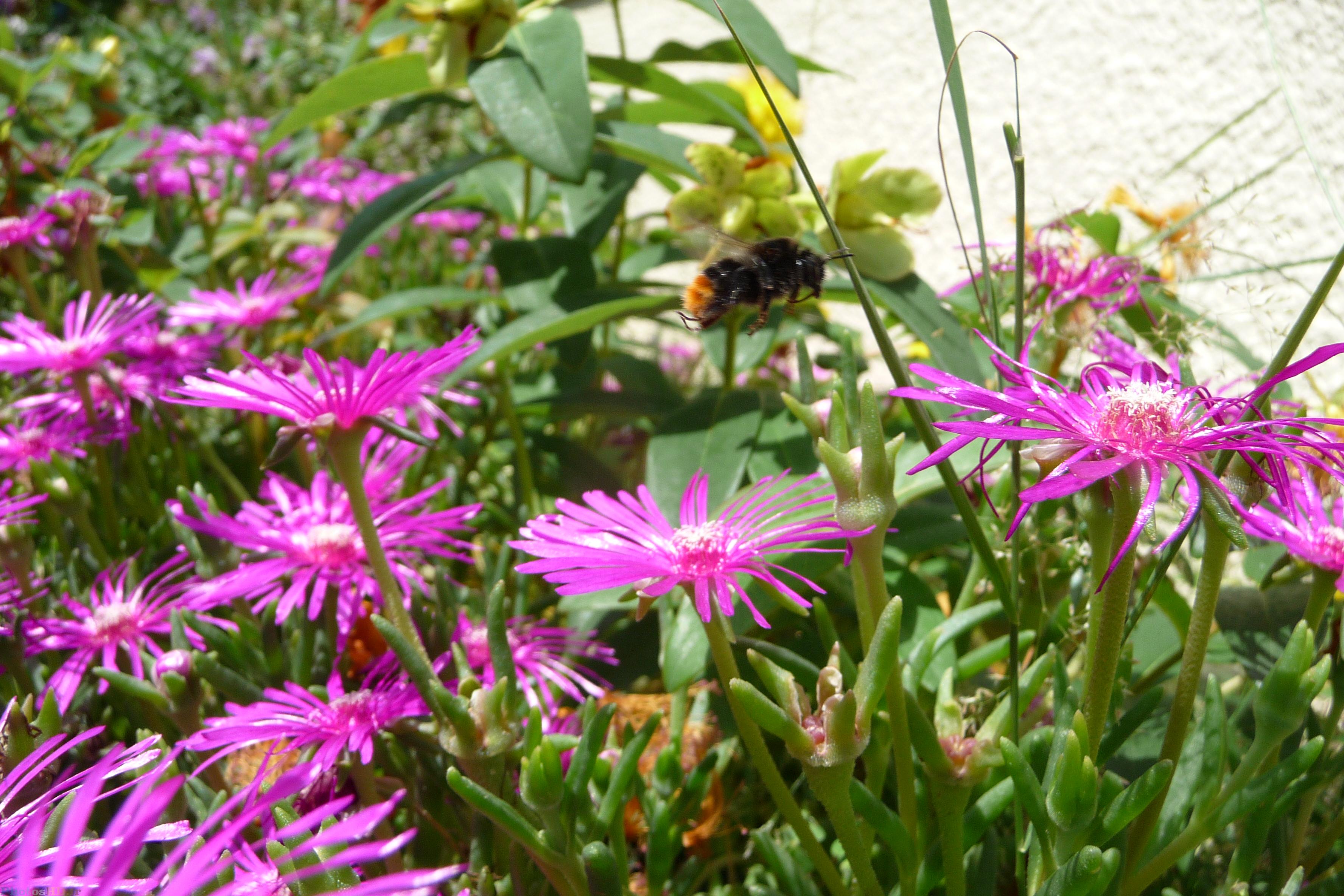 Une abeille en train de voler