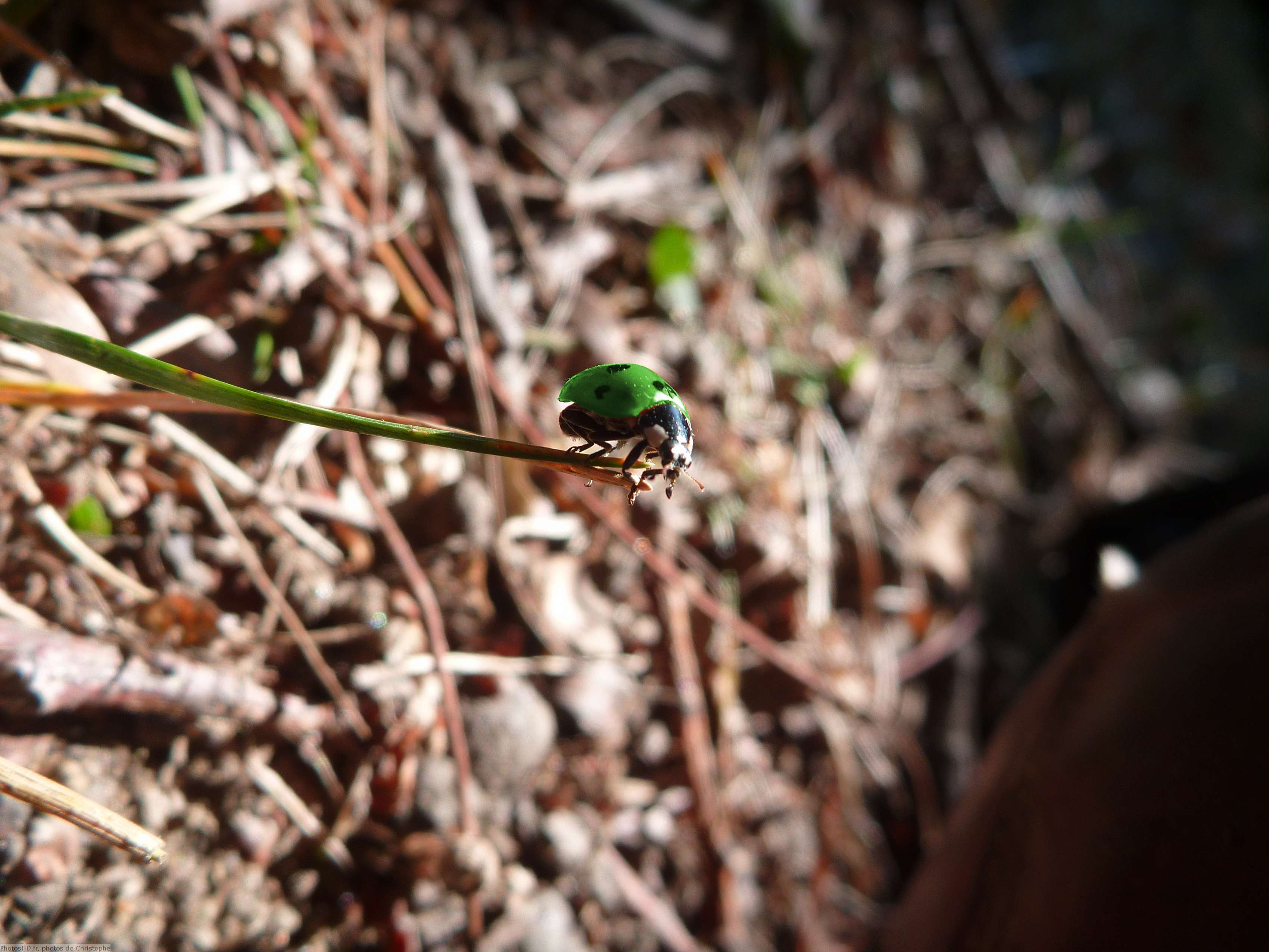 Coccinelle verte