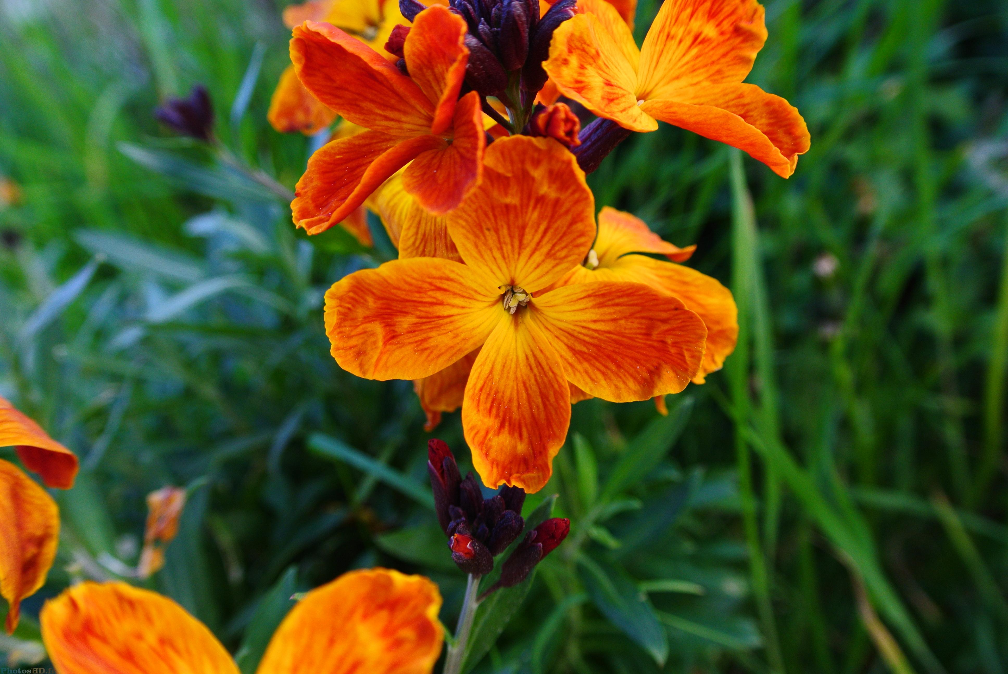 Fleur orange et rouge