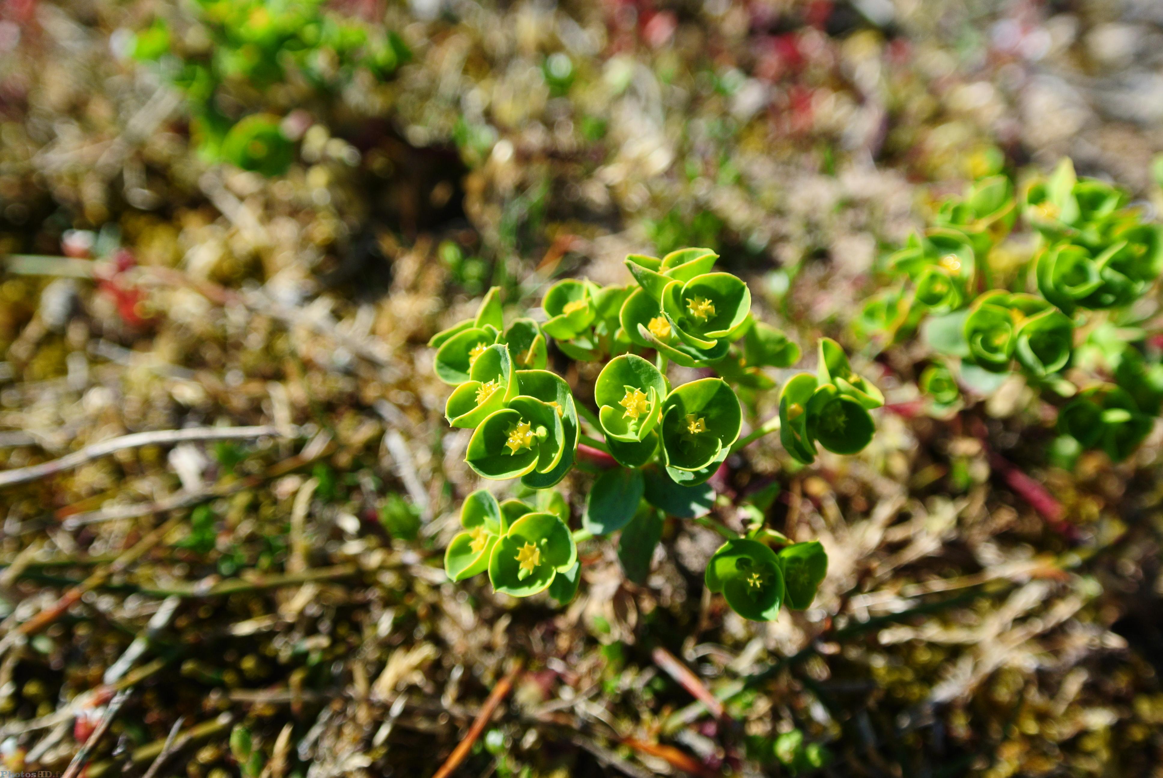 Fleurs vertes des dunes