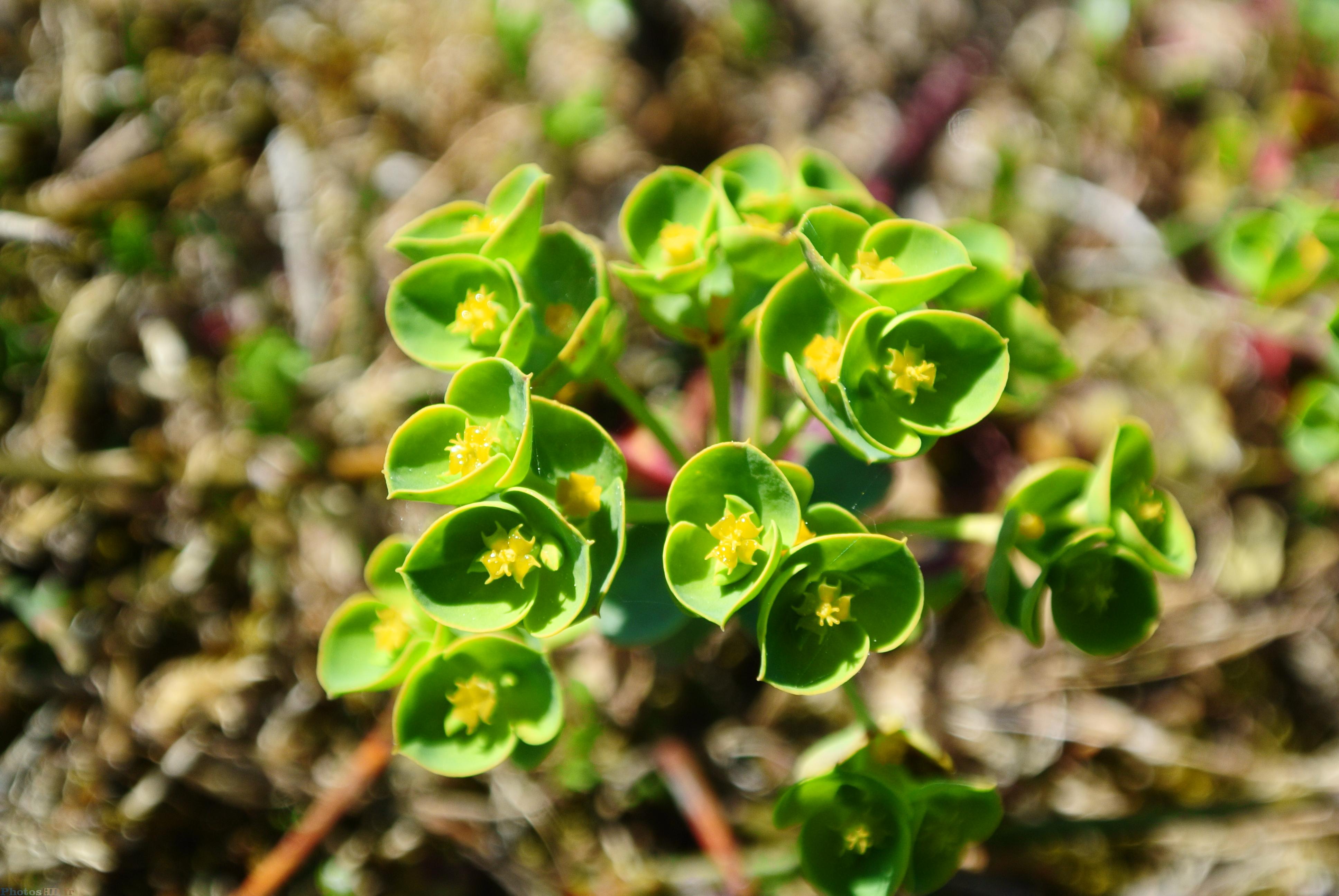 Fleurs vertes des dunes