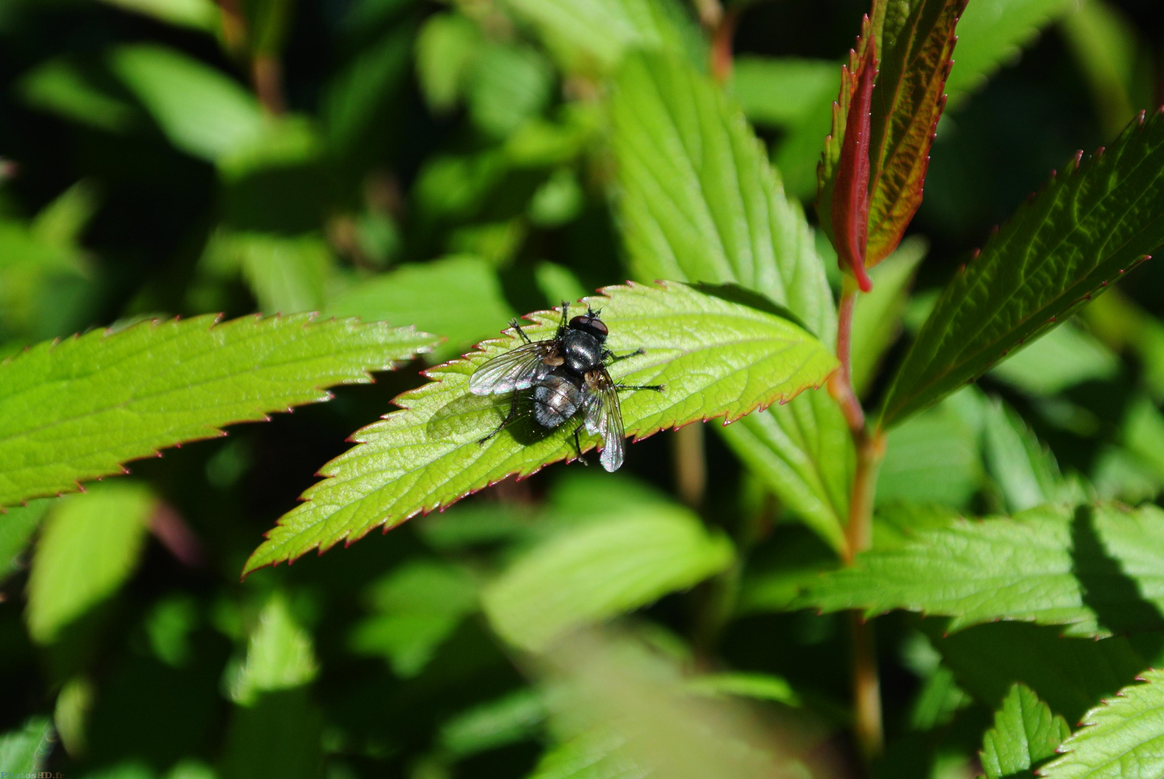 Mouche qui prend la pause