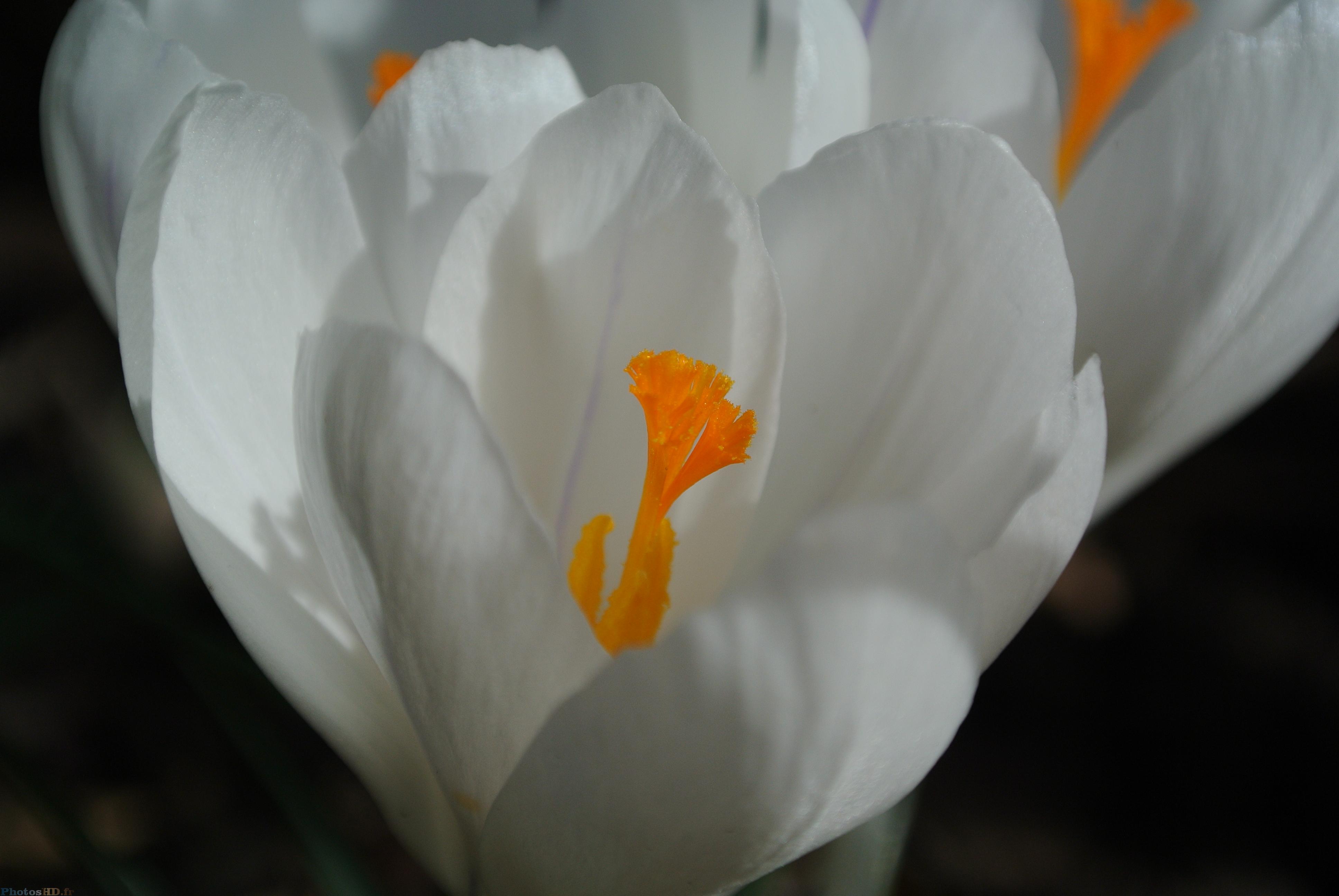 Crocus blancs