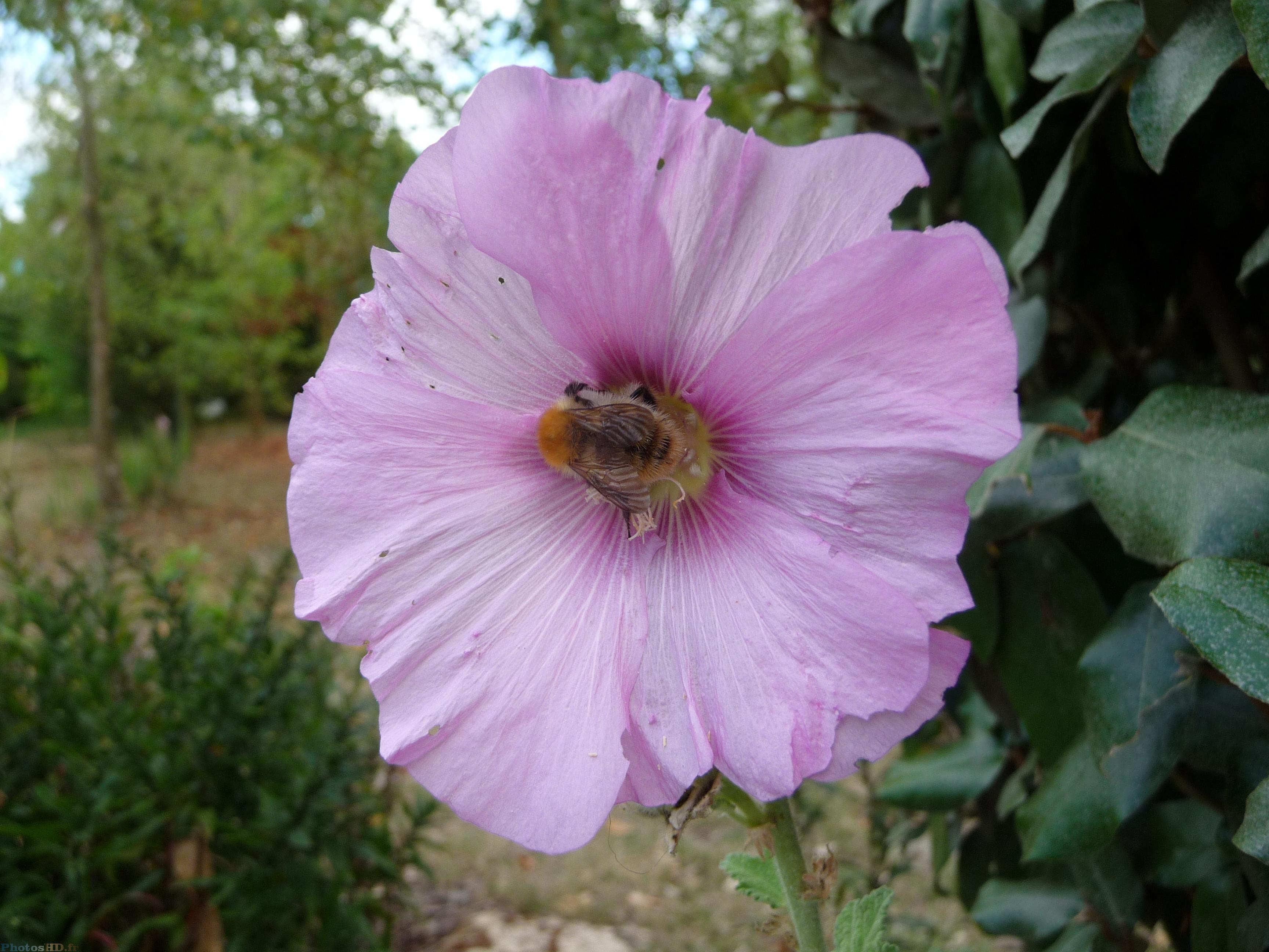 L'abeille qui butine une Rose trèmière