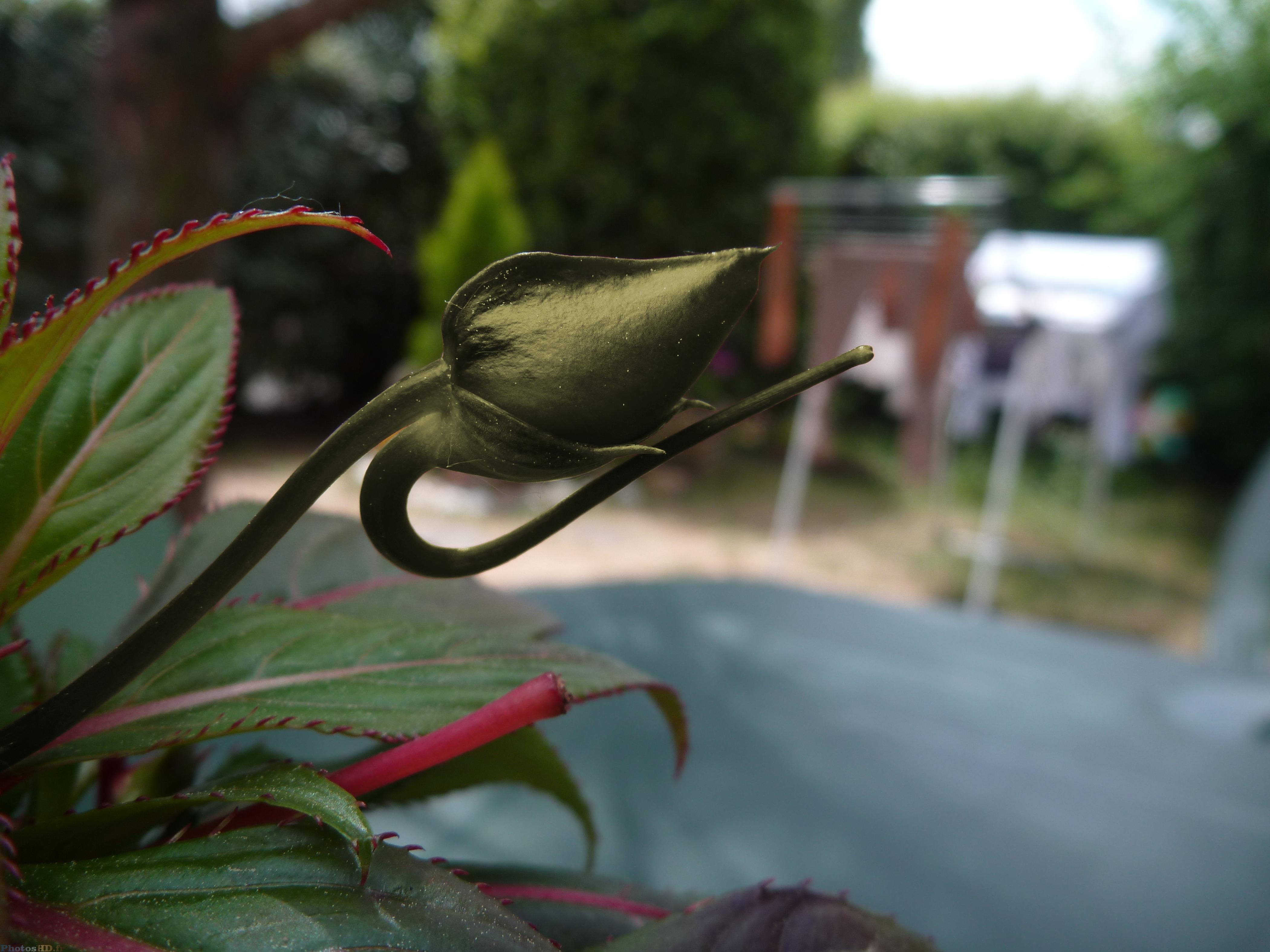 Plante aux couleurs modifiées