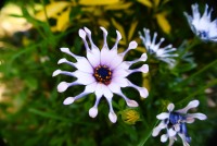 Fleur au pétales pliées (Osteospermum)