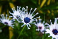 Fleur au pétales pliées (Osteospermum)