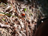 Coccinelle