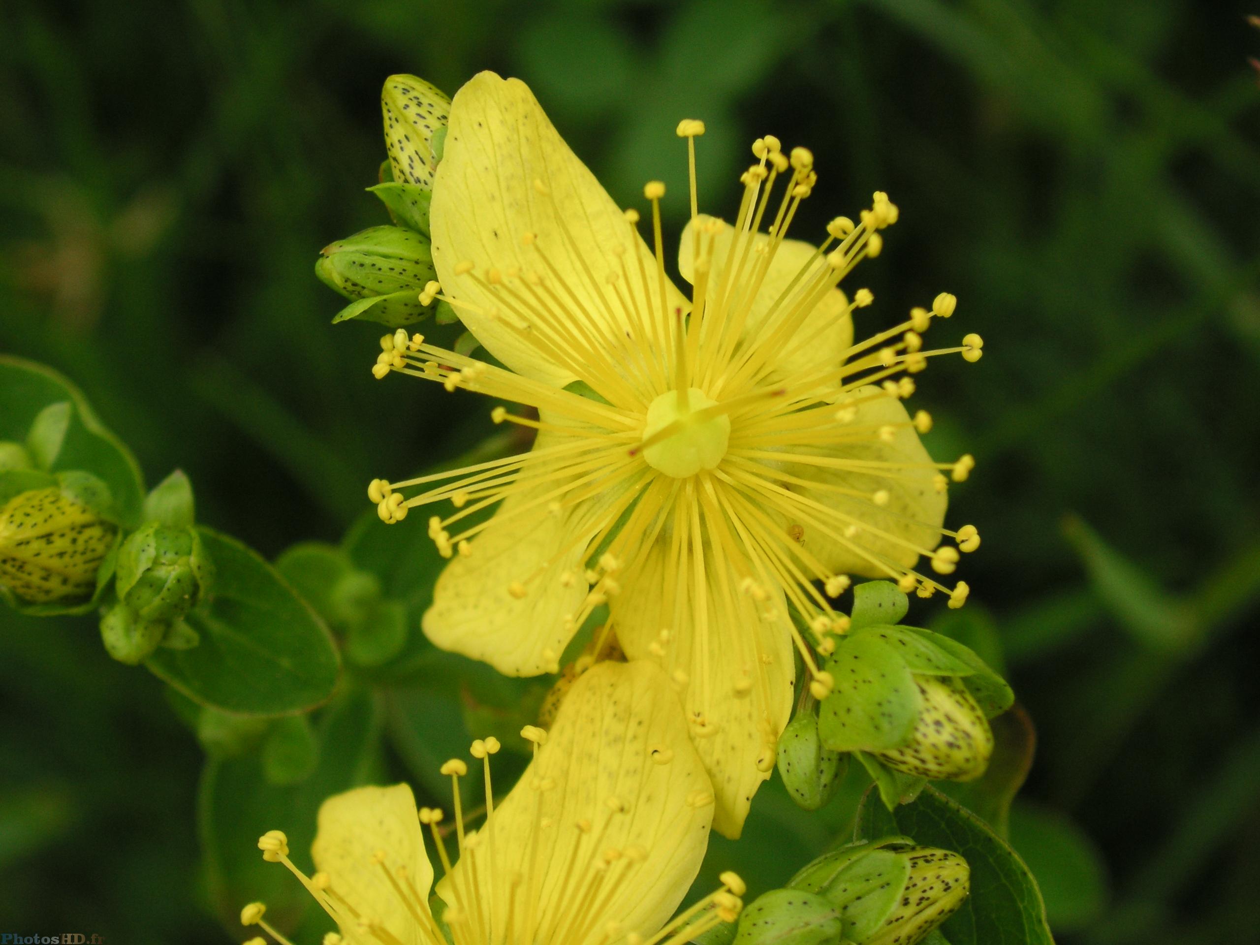 Fleurs de Millepertuis