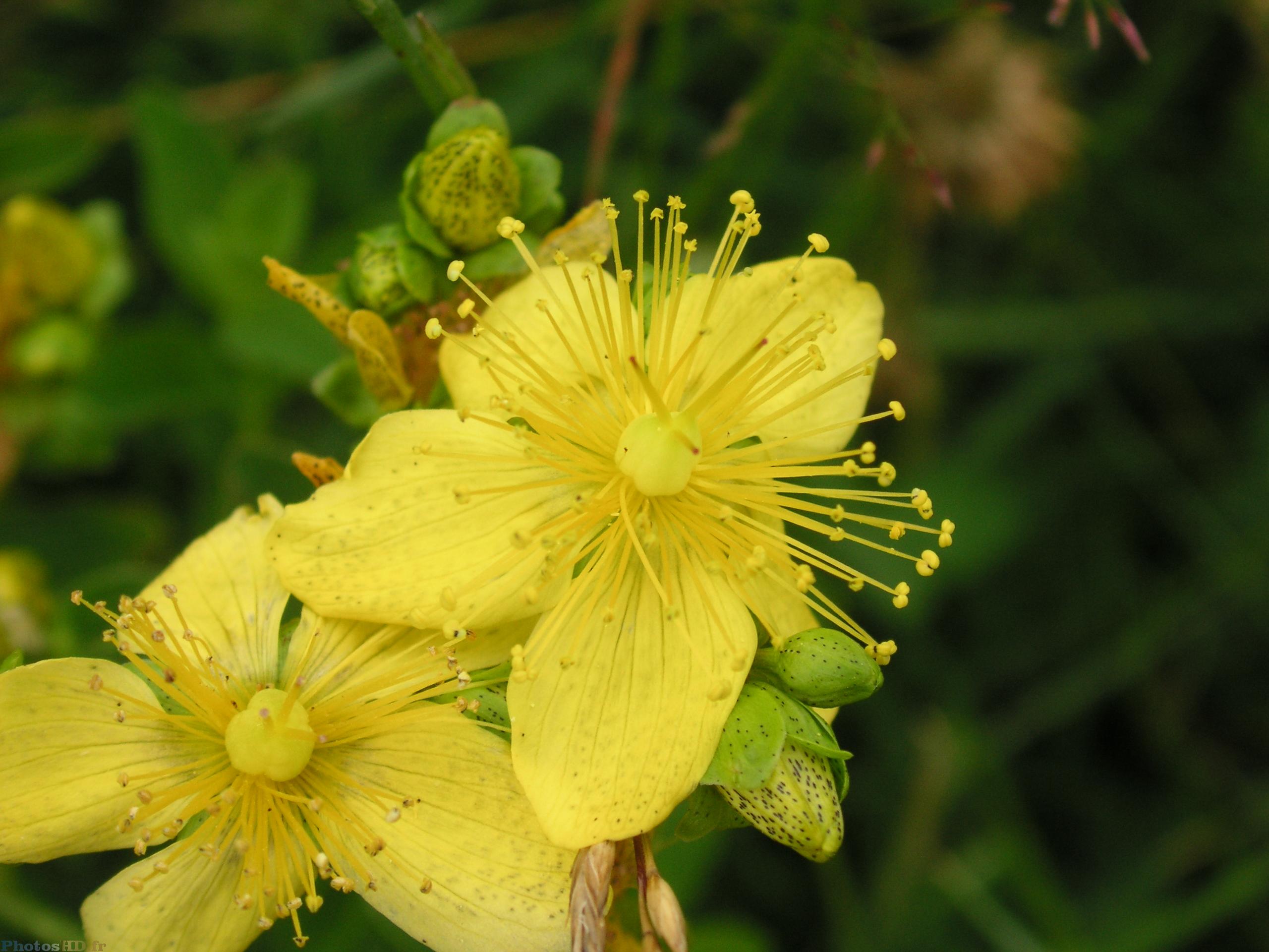 Fleurs de Millepertuis