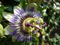 Passiflora caerulea