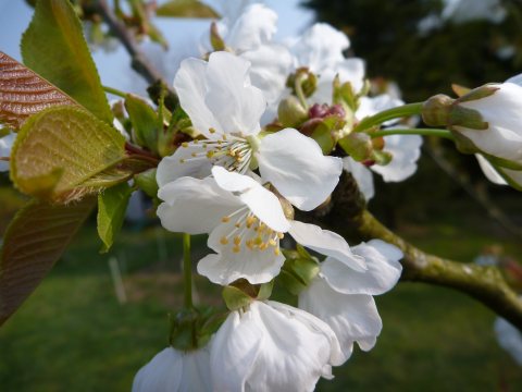 Fleur de Cerisier