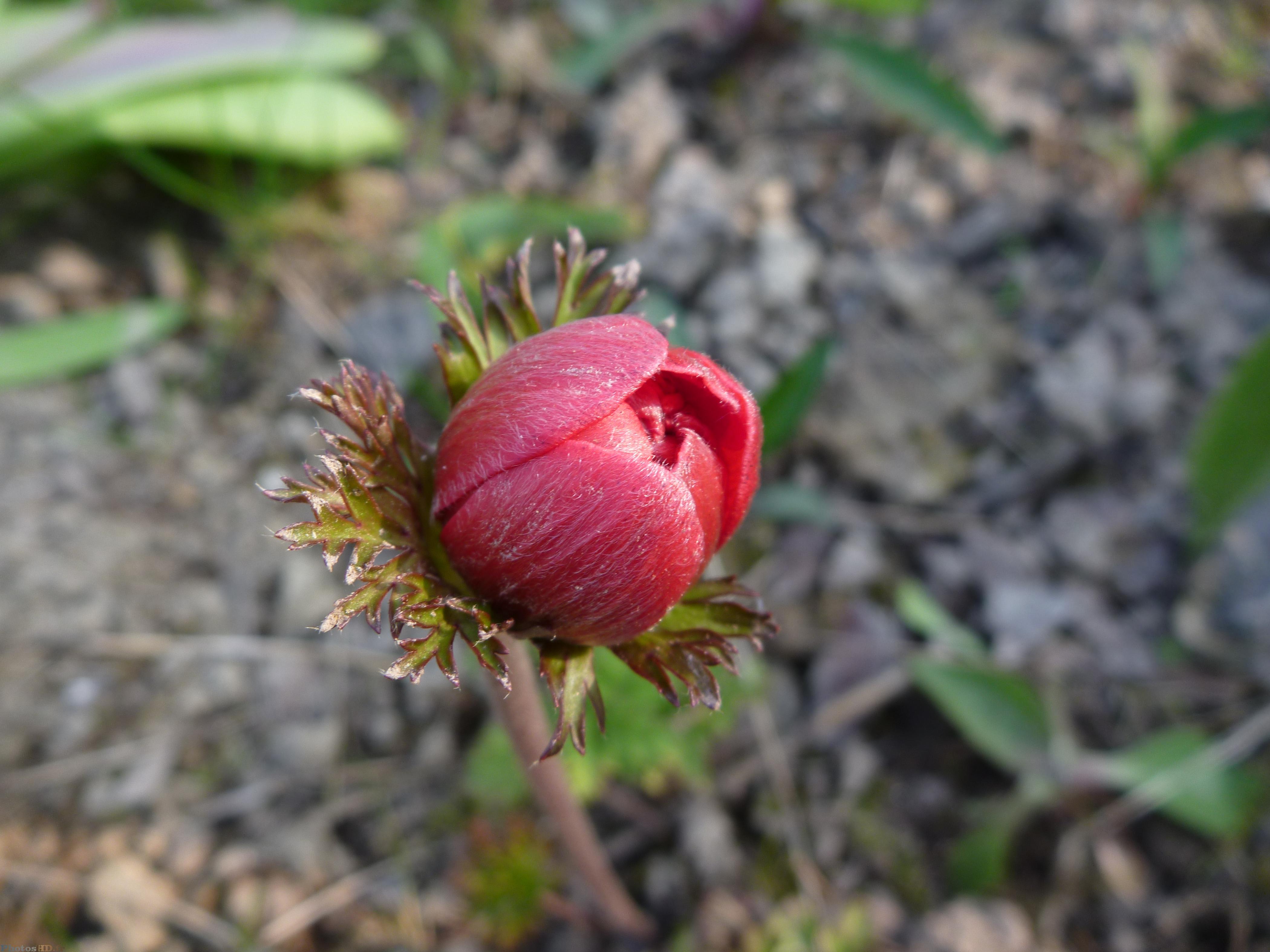 Fleur