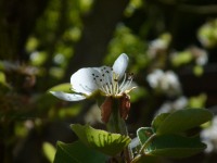 Fleur de poirier