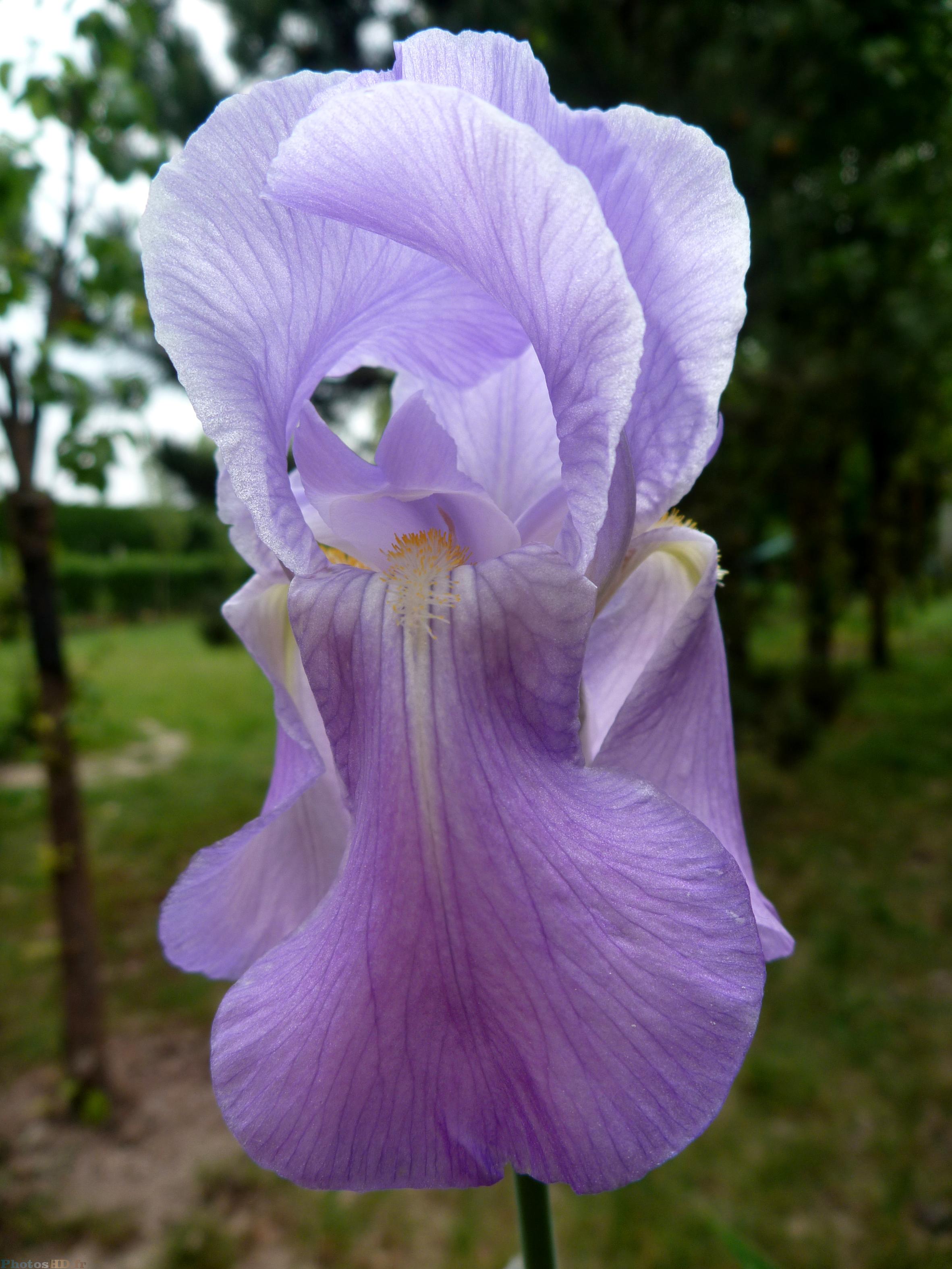 Iris violet