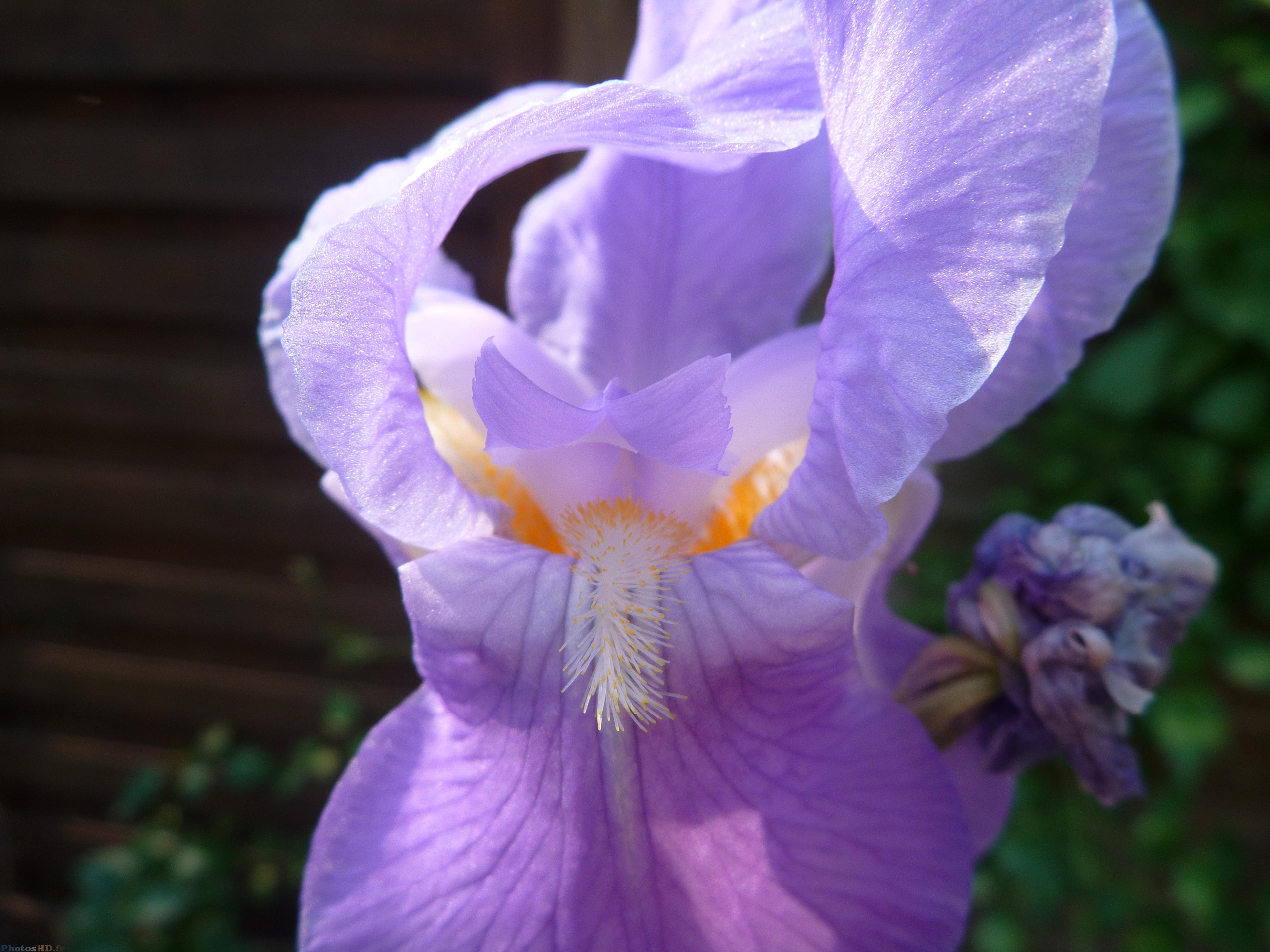 Iris violet