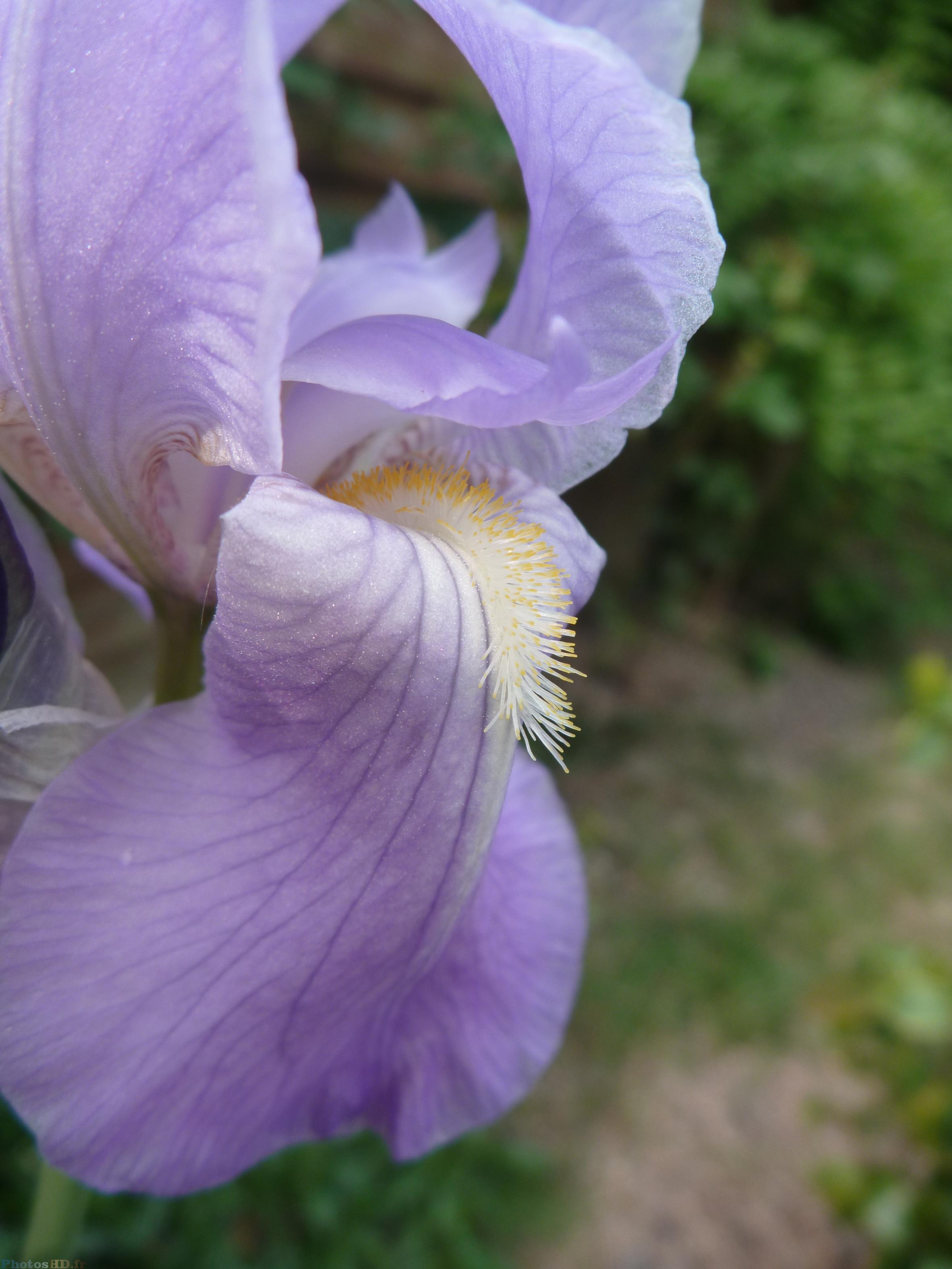 Iris violet