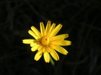 Pissenlit en fleur