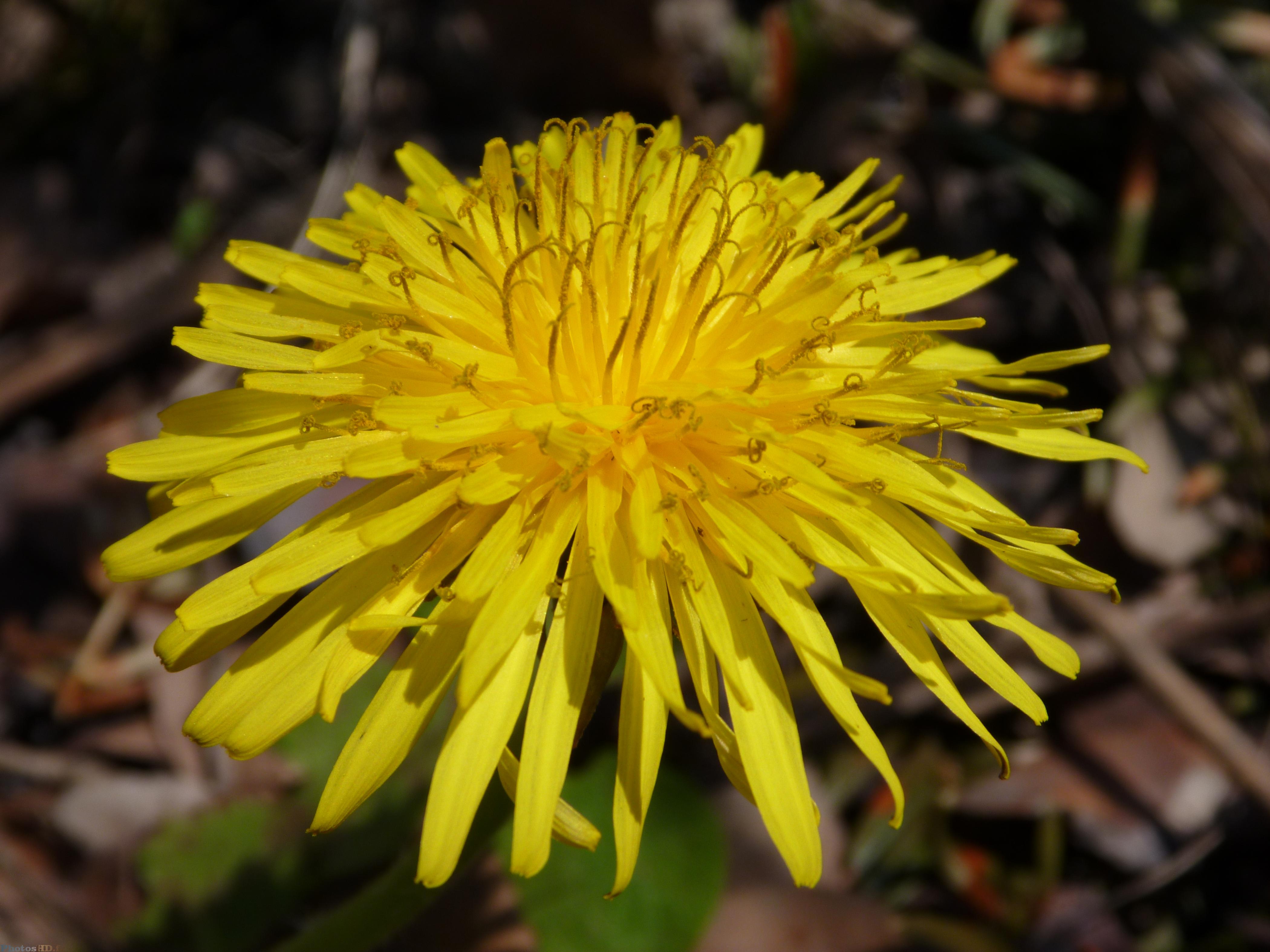 Pissenlit en fleur