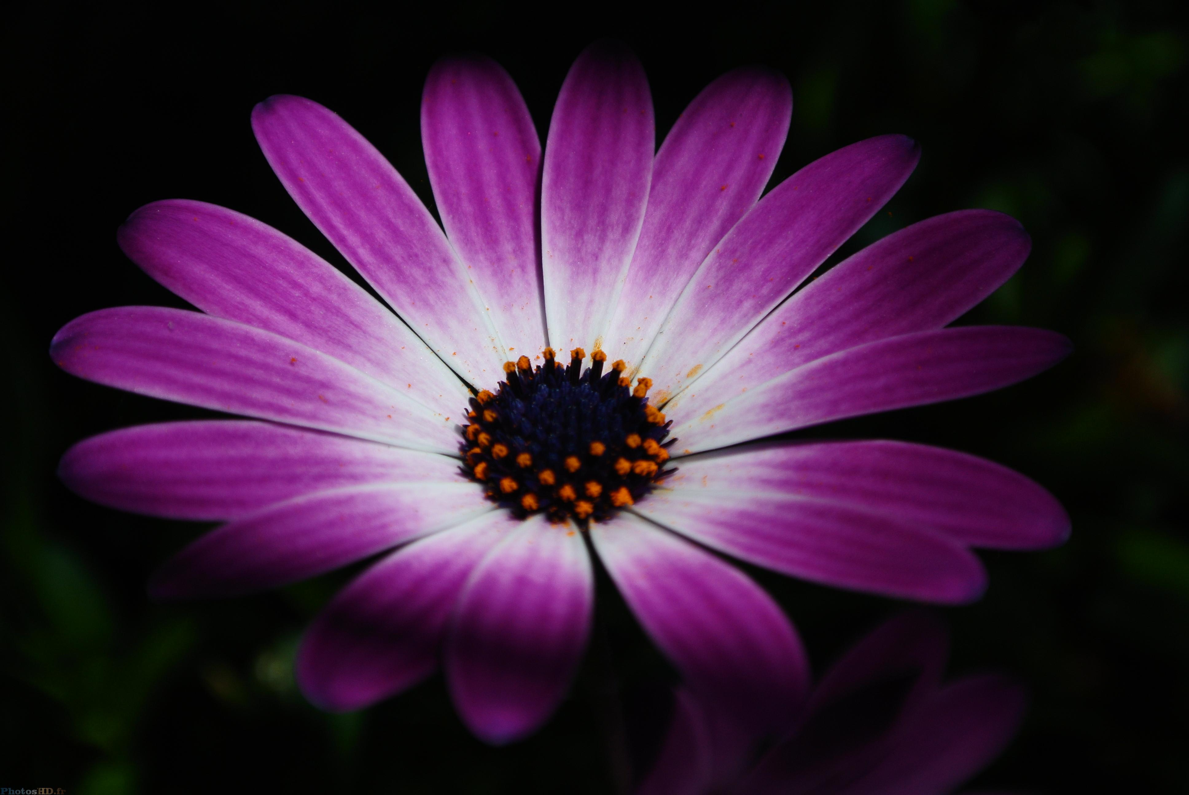 Osteospermum