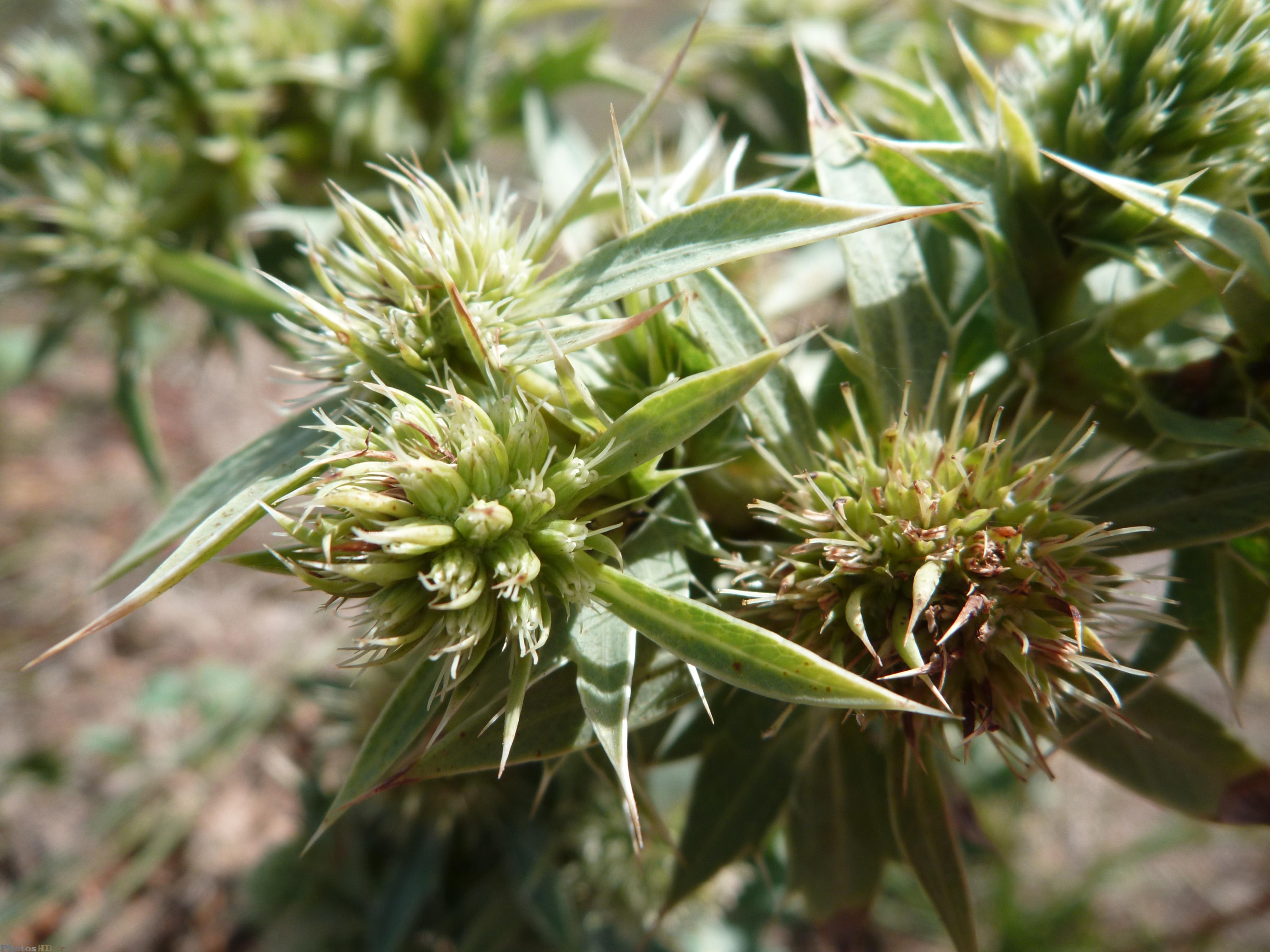 Plantes des dunes de sable