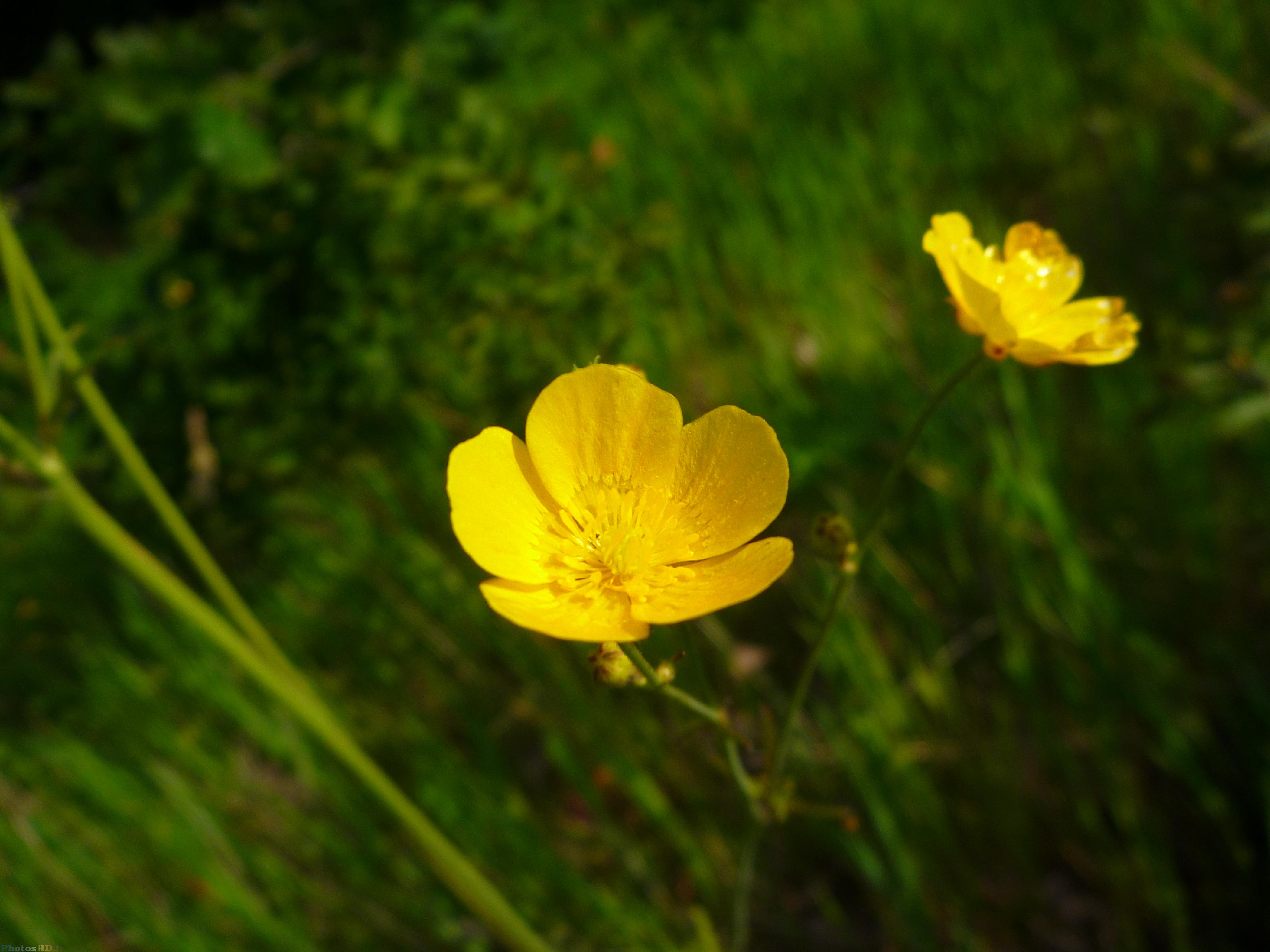 Fleur