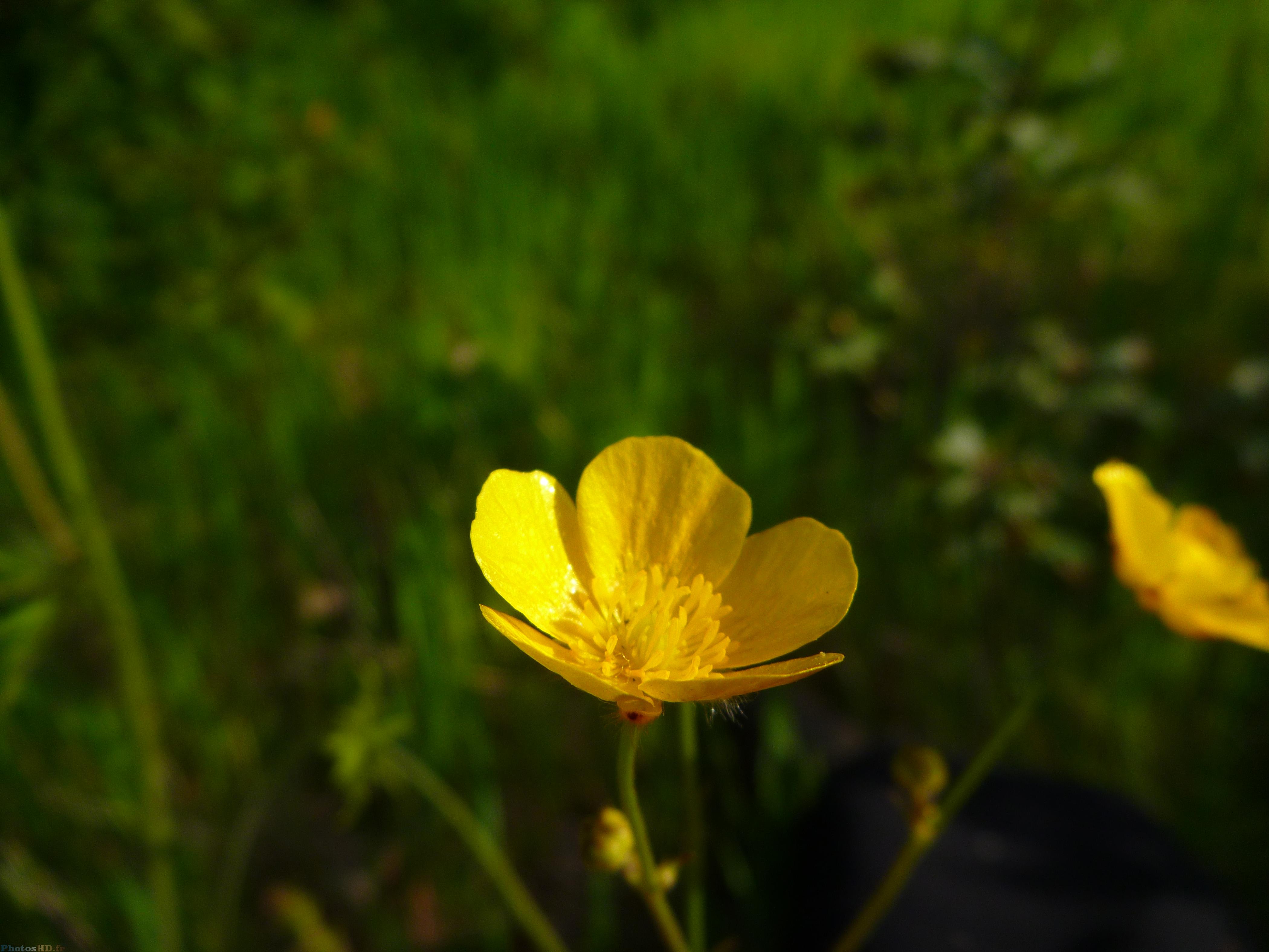 Fleur