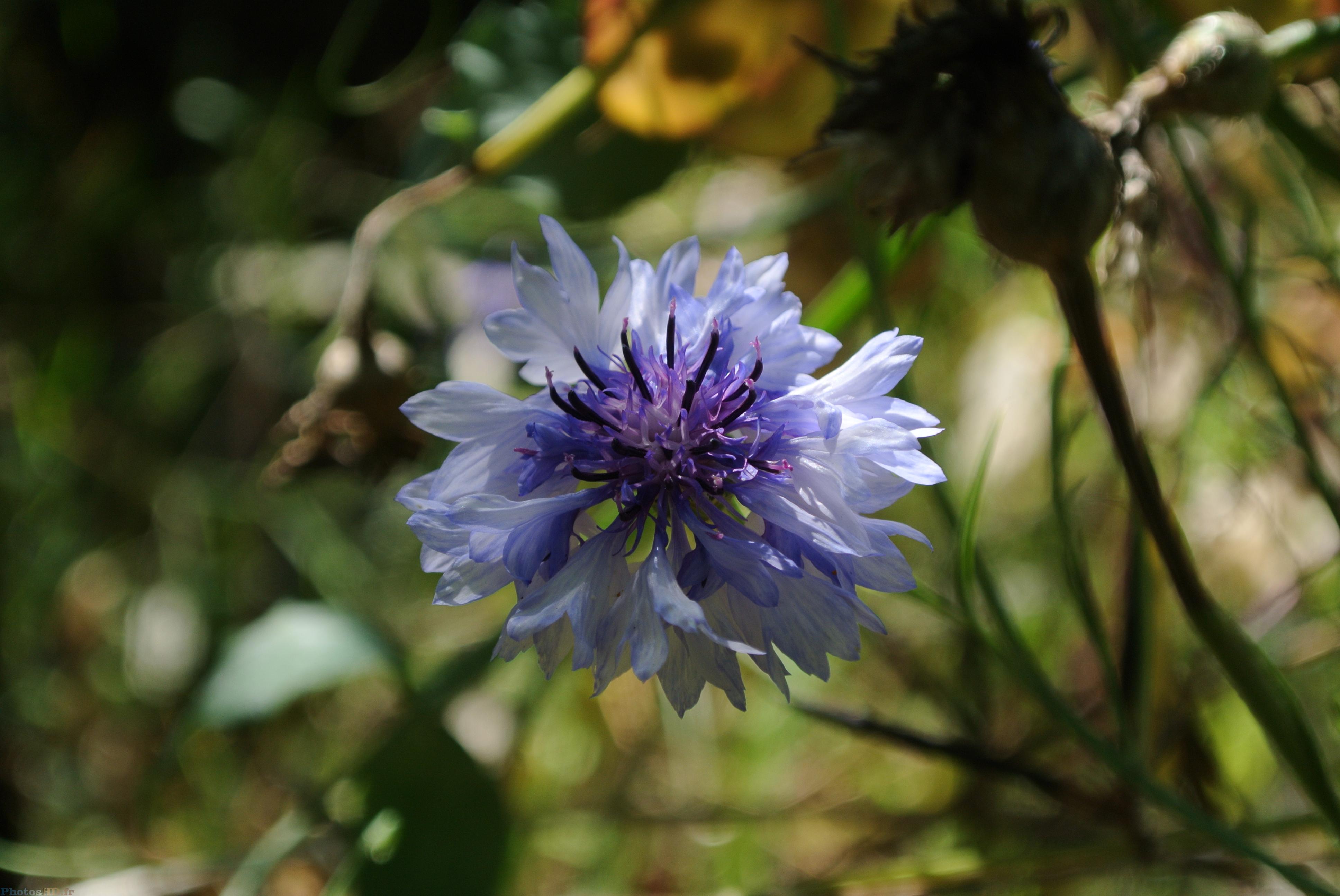 Nigelle de damas