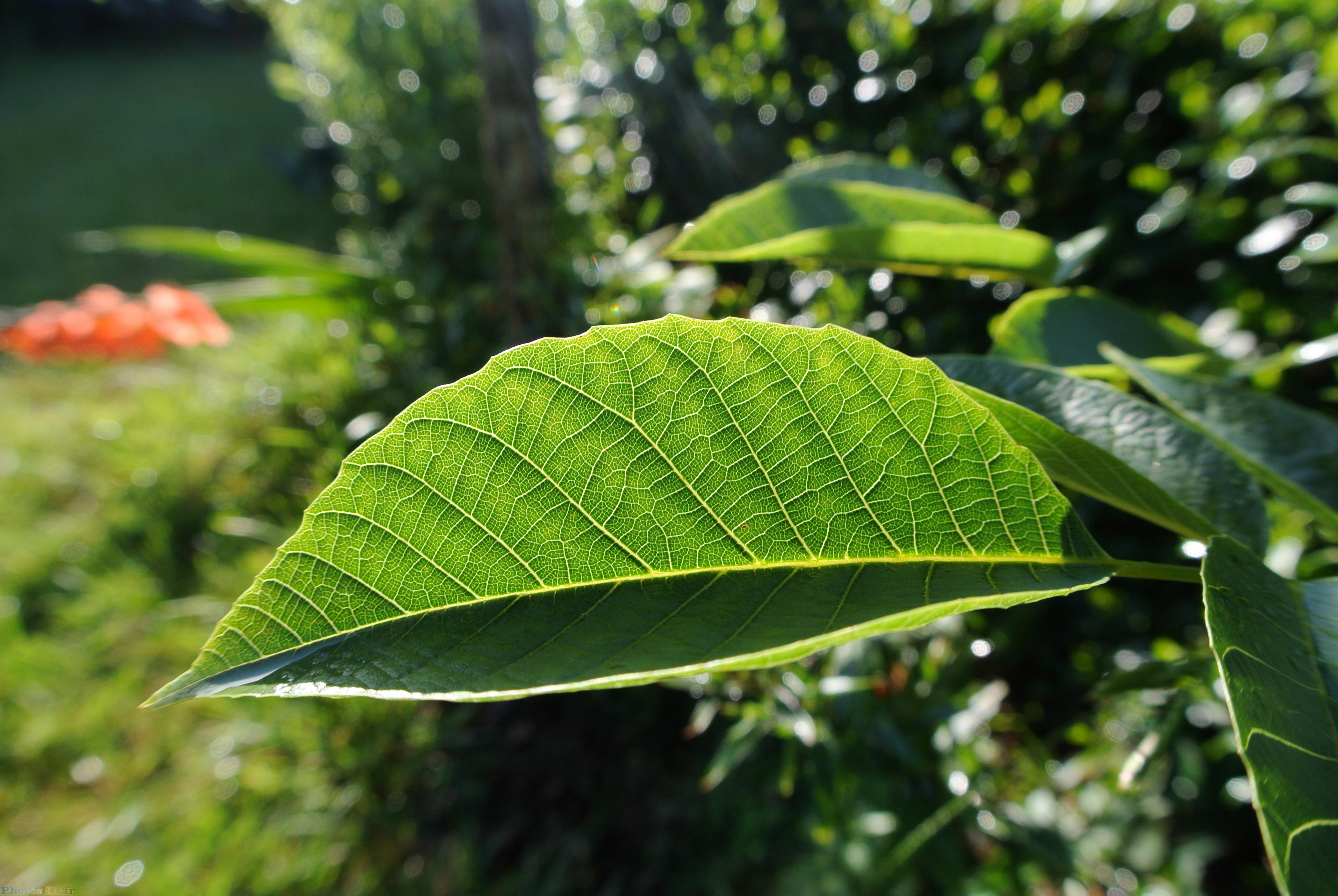 Limbe d'une feuille