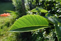 Limbe d'une feuille