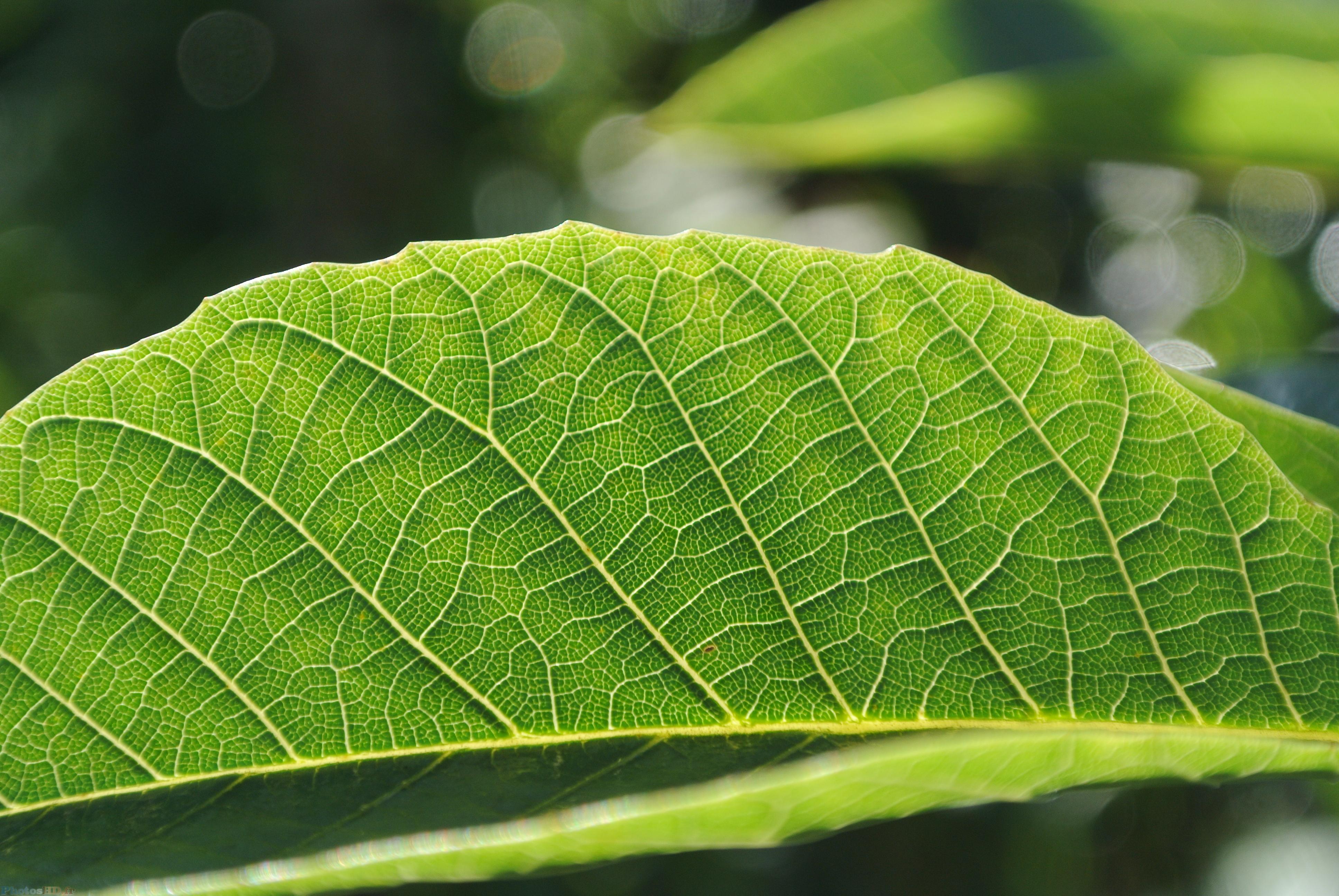 Limbe d'une feuille