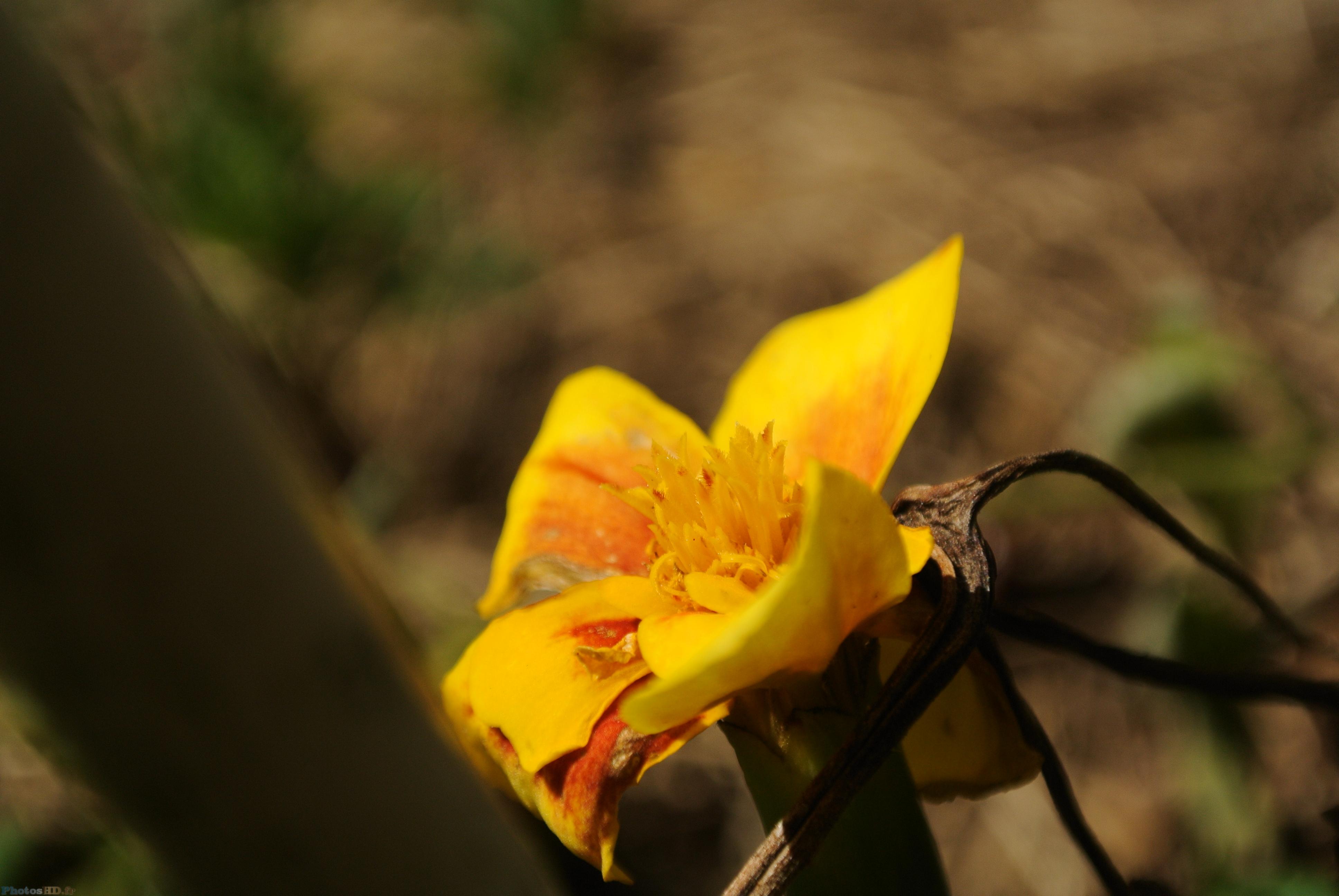 Oeillet d'Inde jaune