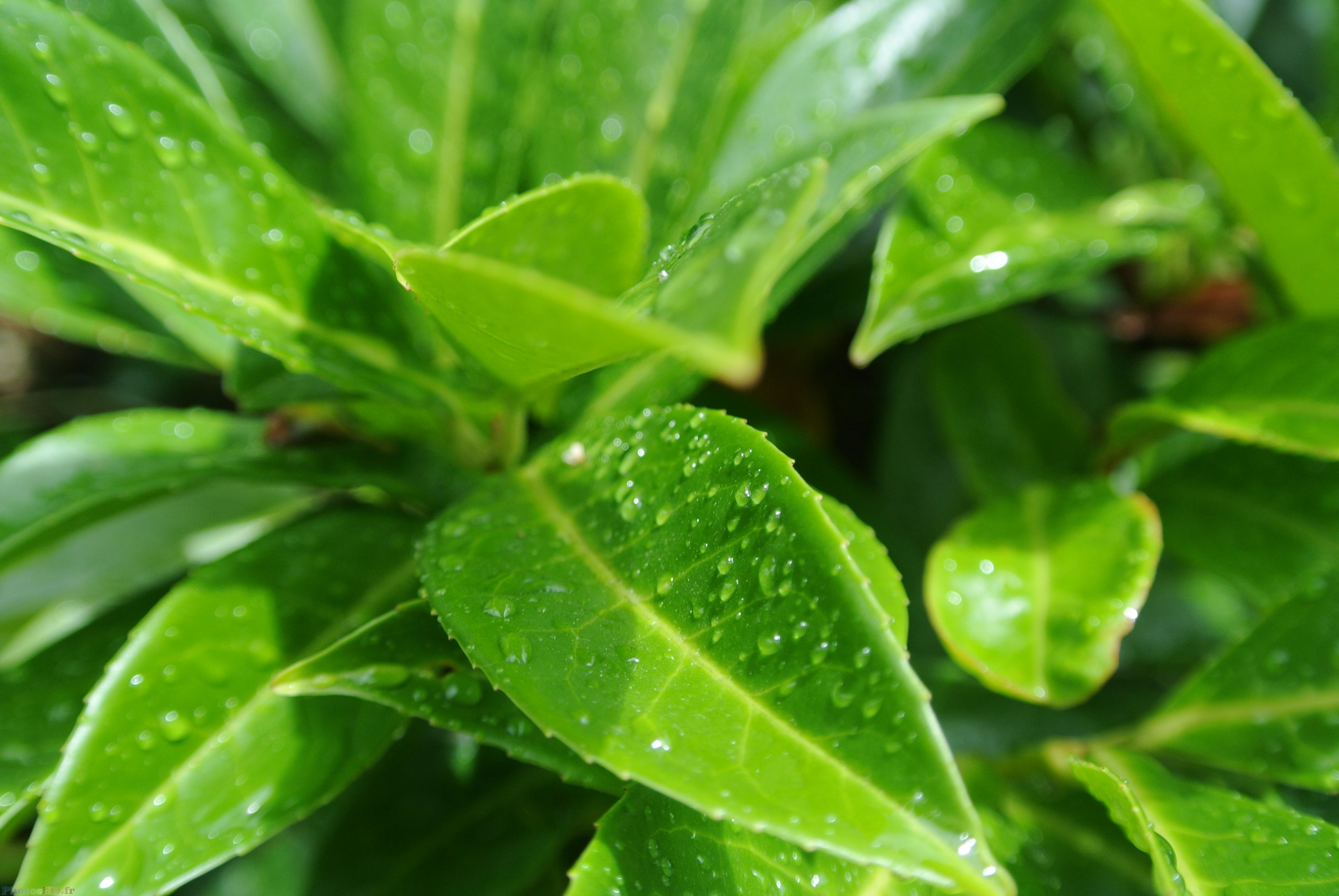 Pluie sur les feuilles