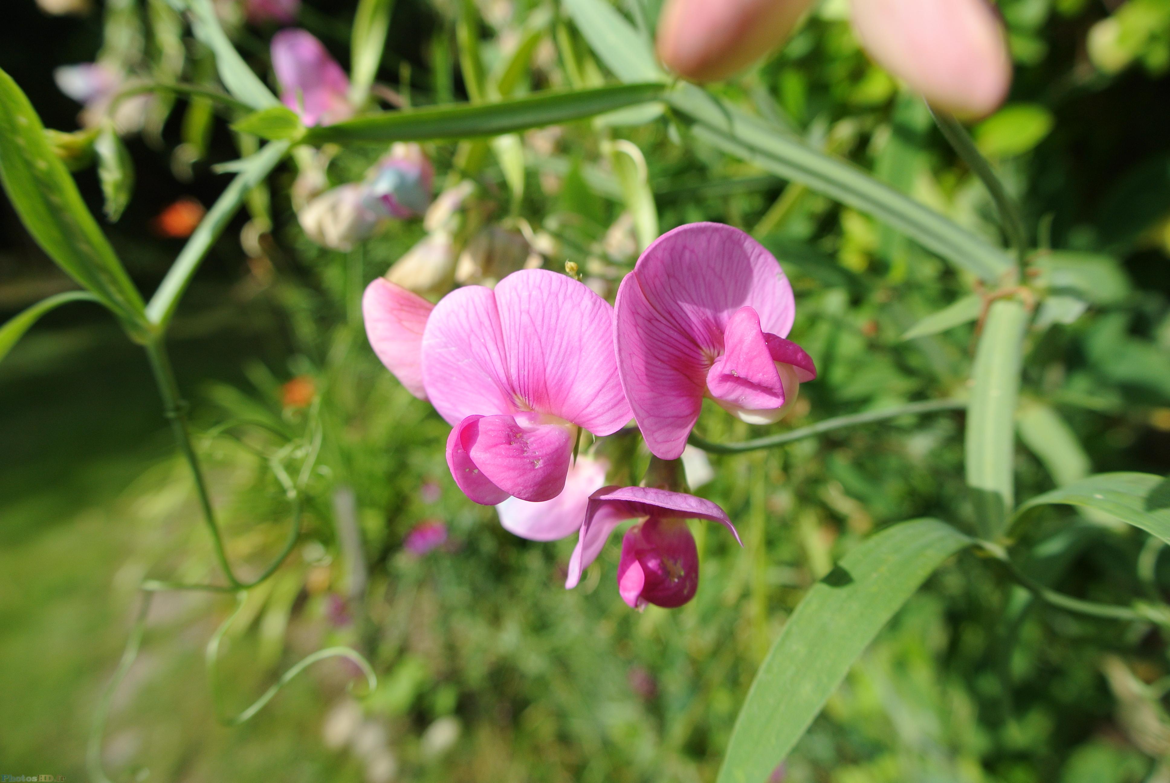 Fleurs