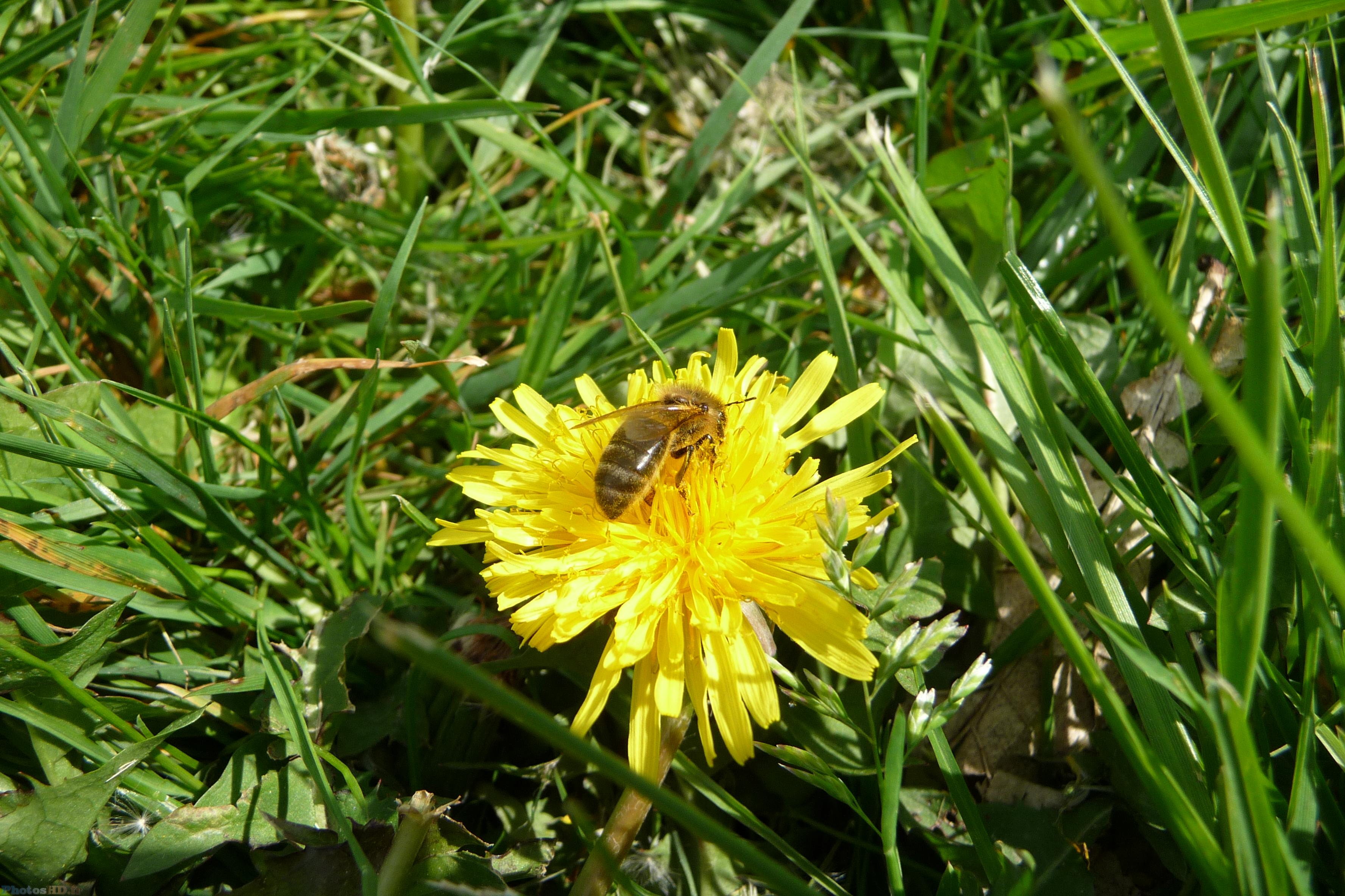 Abeille sur pissenlit