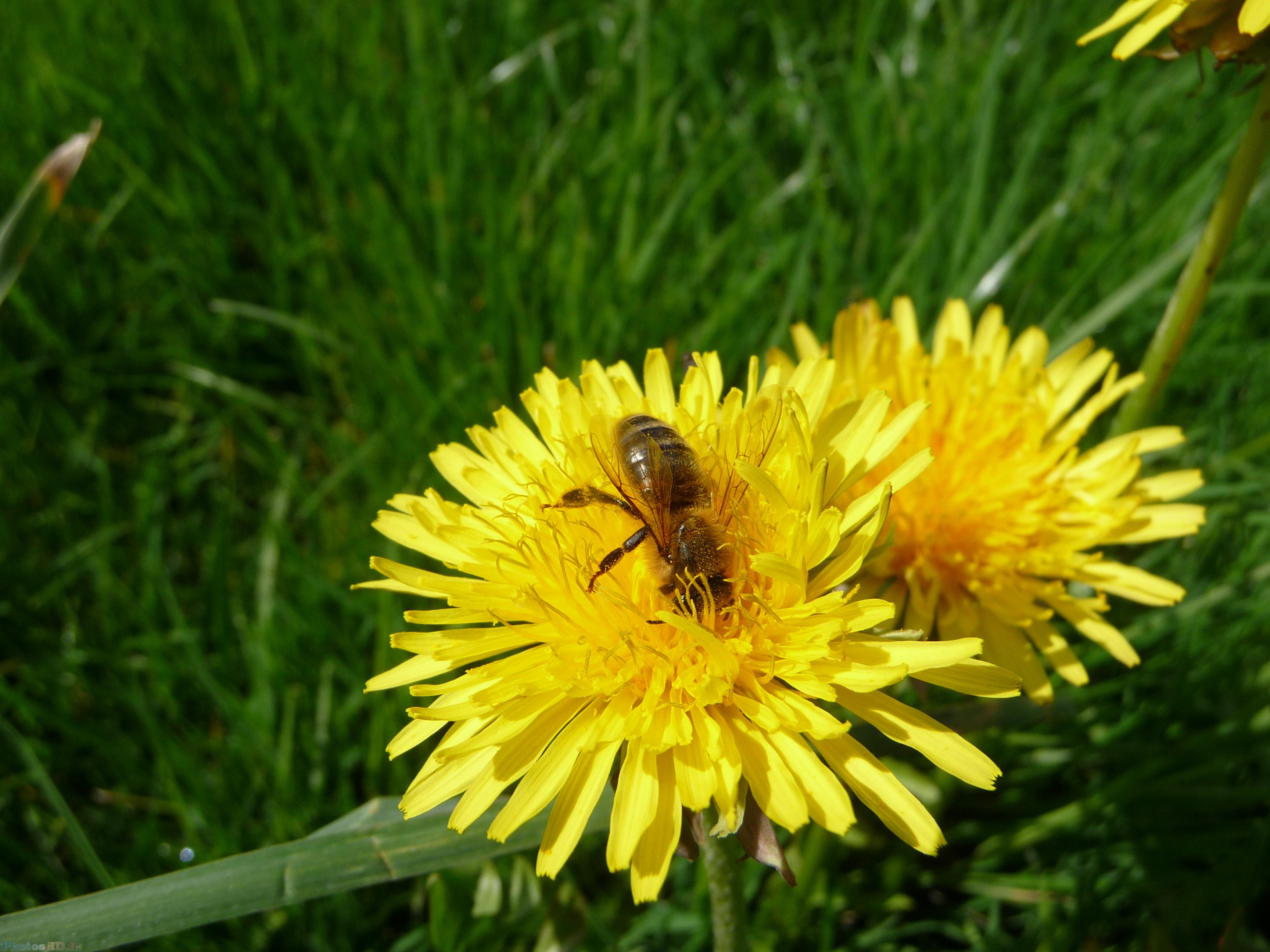 Abeille sur pissenlit