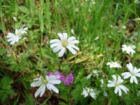 Géranium Herbe à Robert