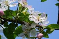 Fleurs de pommier