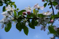 Fleurs de pommier