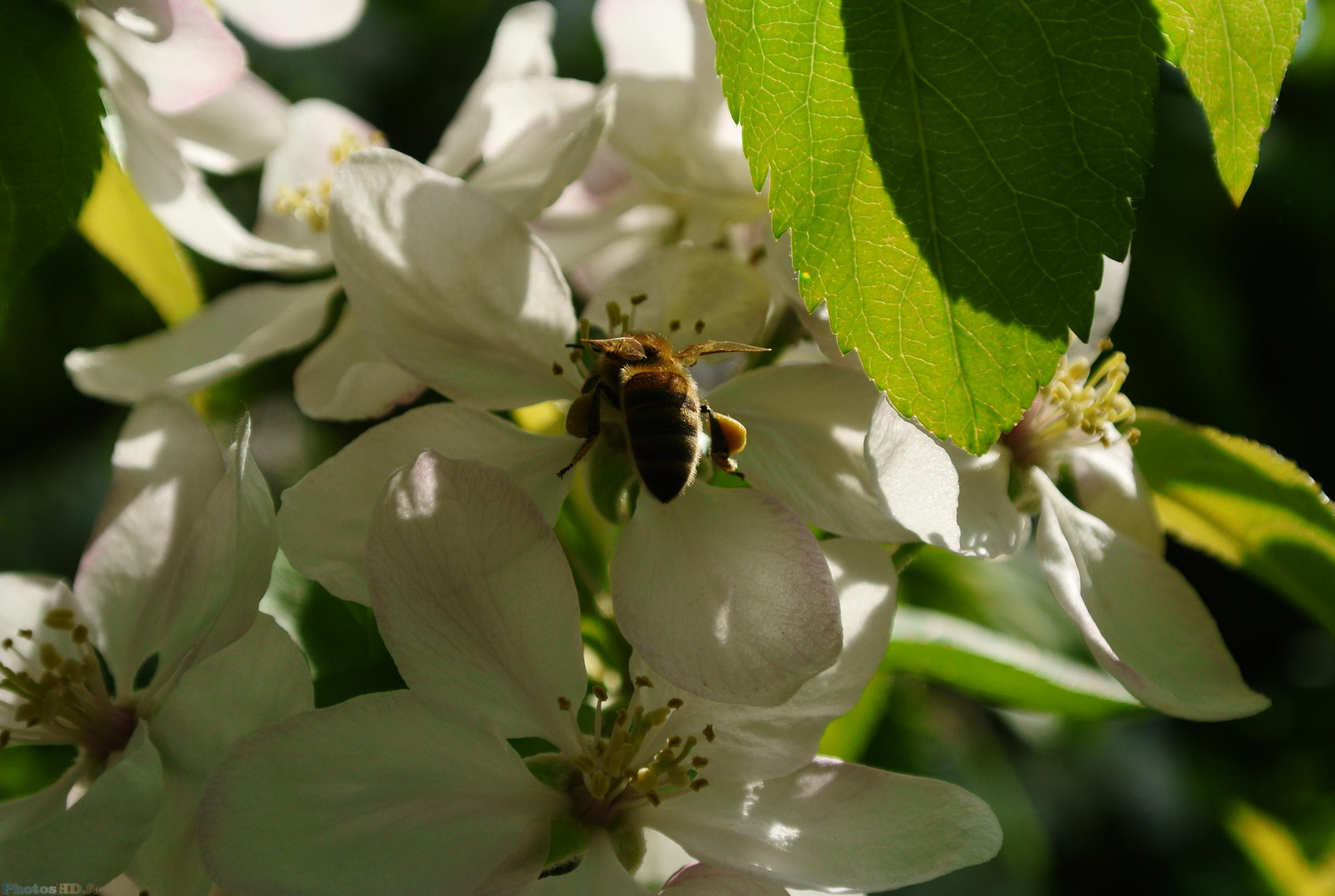 Abeille qui butine un pommier