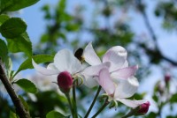 Fleurs de pommier