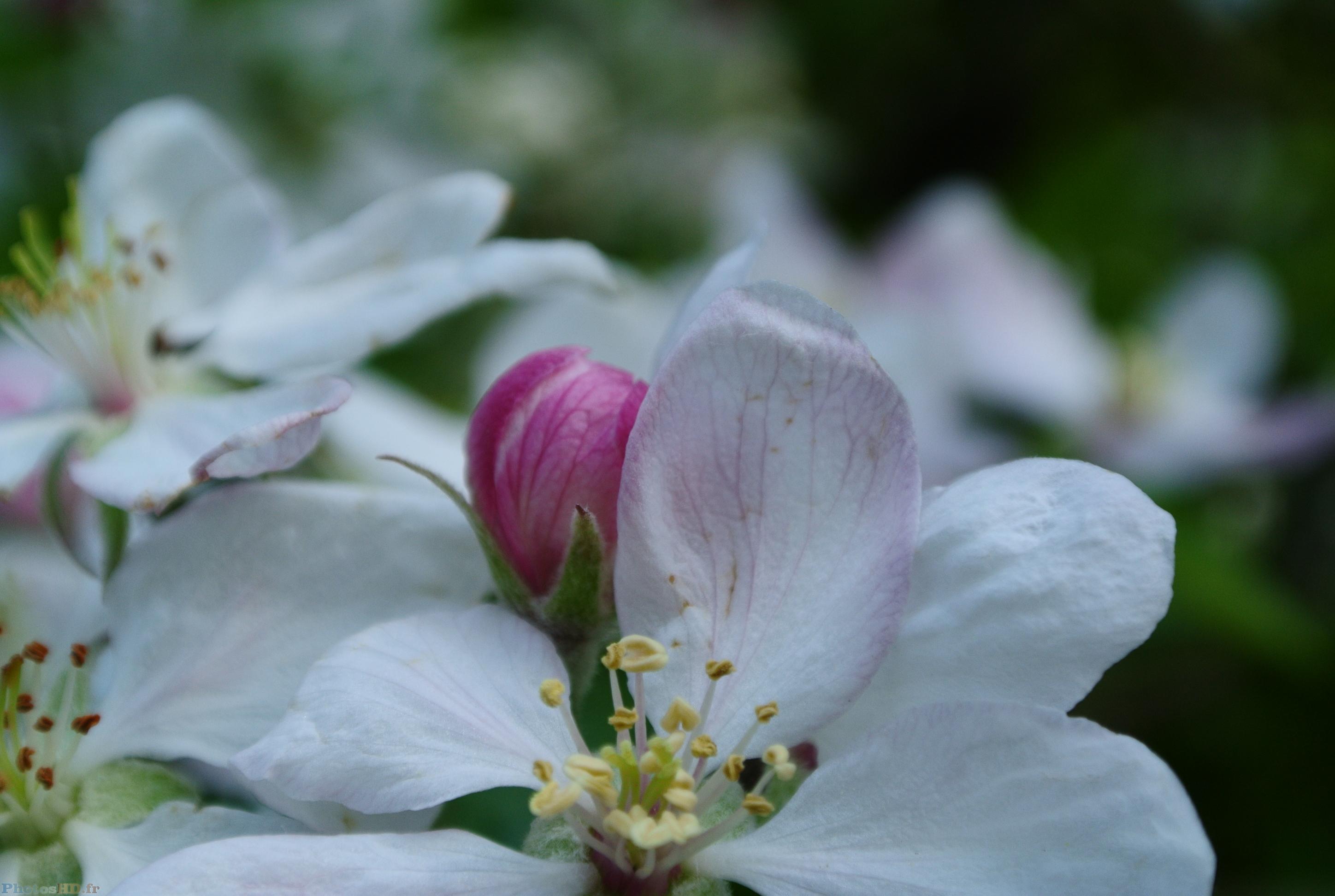 Fleurs de pommier