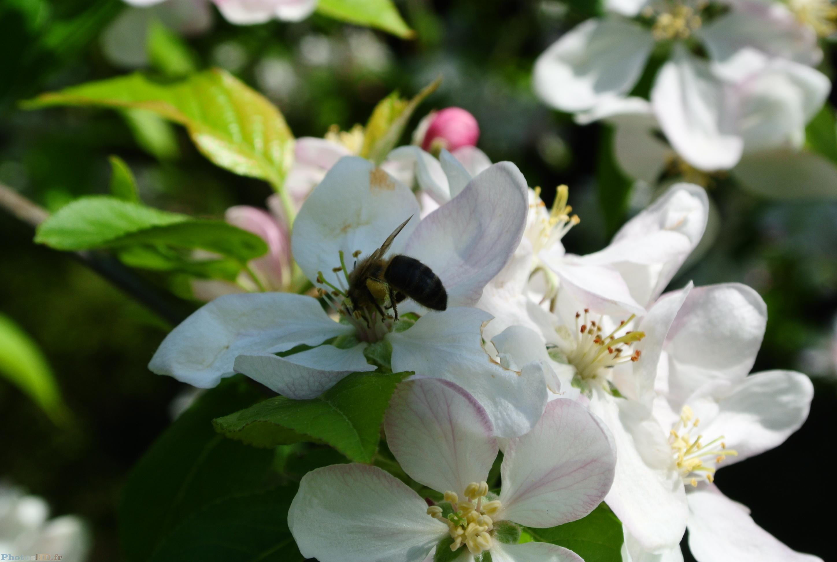 Fleurs de pommier