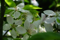 Fleurs de pommier