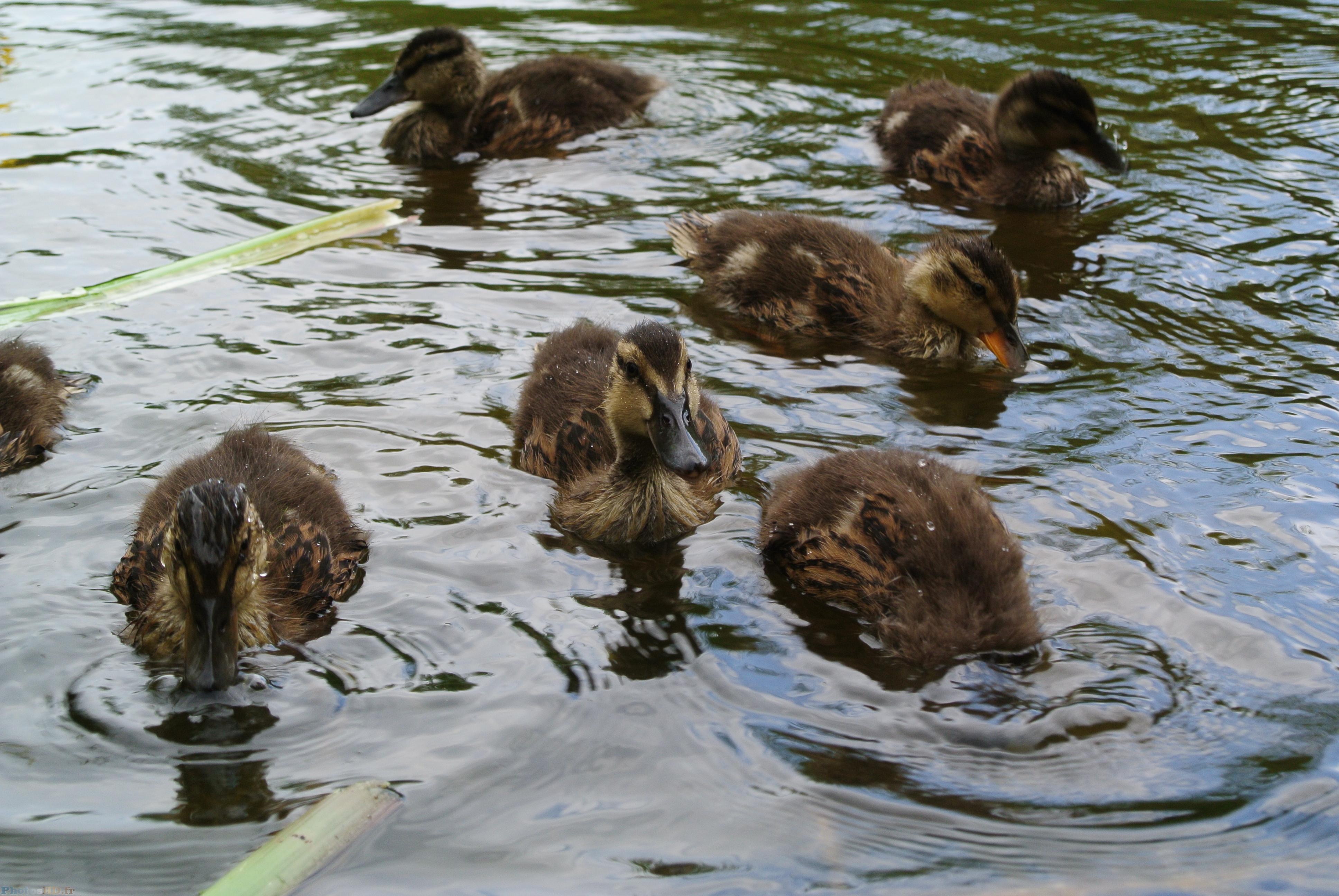 Famille de canetons