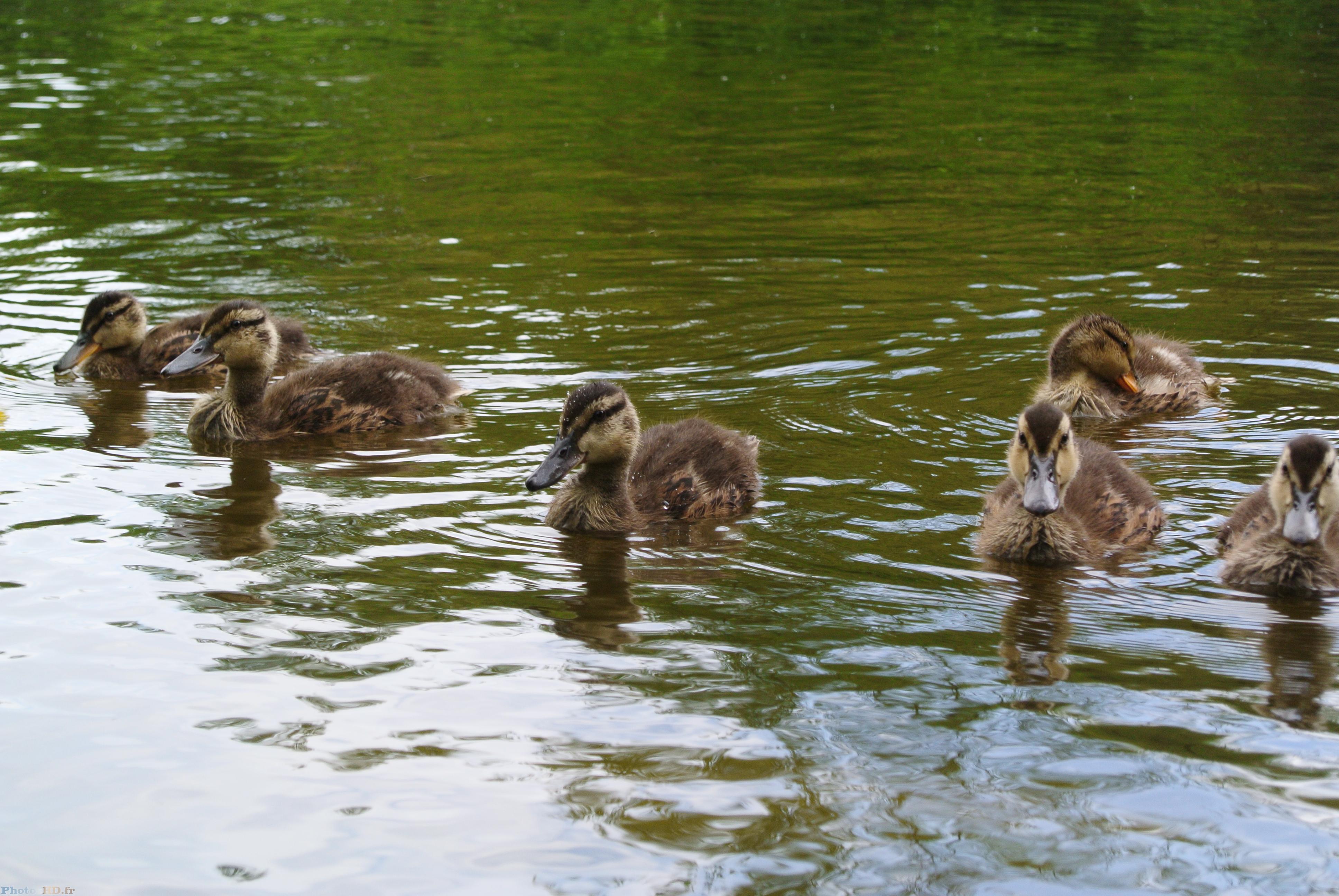 Famille de canetons