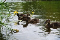 Famille de canetons